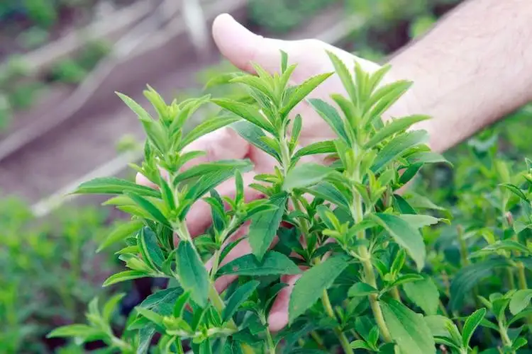 cỏ-ngọt-a cỏ-ngọt-a