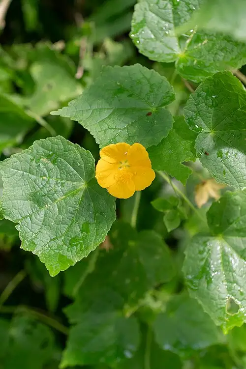Cây Cối xay Abutilon indicum với lá hình tim và hoa vàng