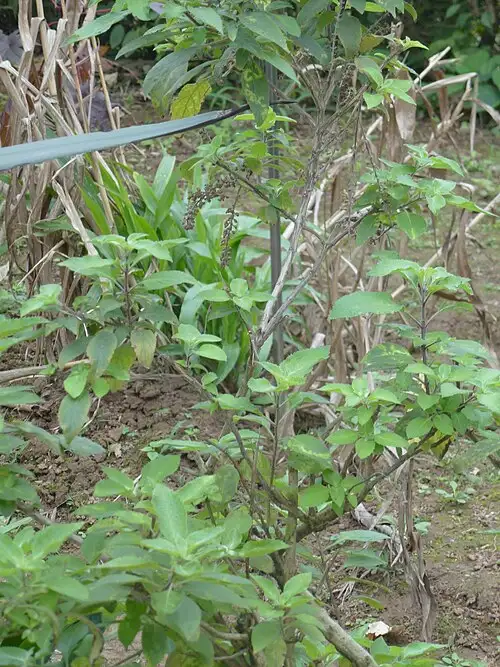 Cây Hương nhu trắng Ocimum gratissimum cho thấy thân lá và cụm hoa