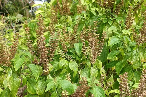 Cụm hoa và lá Hương nhu trắng Ocimum gratissimum