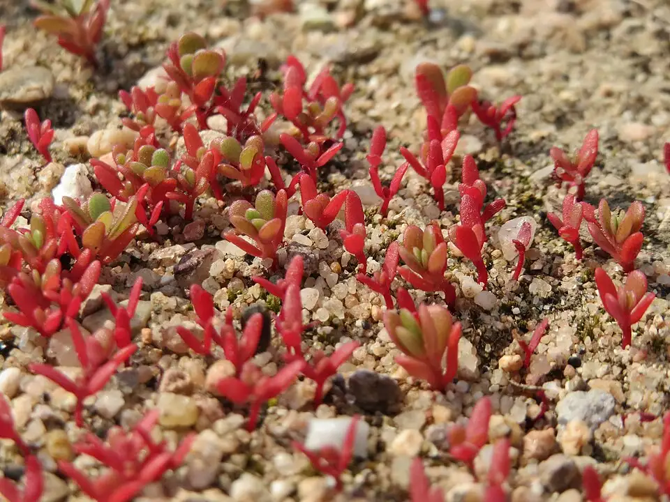 Cây con Rau sam Portulaca oleracea màu đỏ trên nền sỏi
