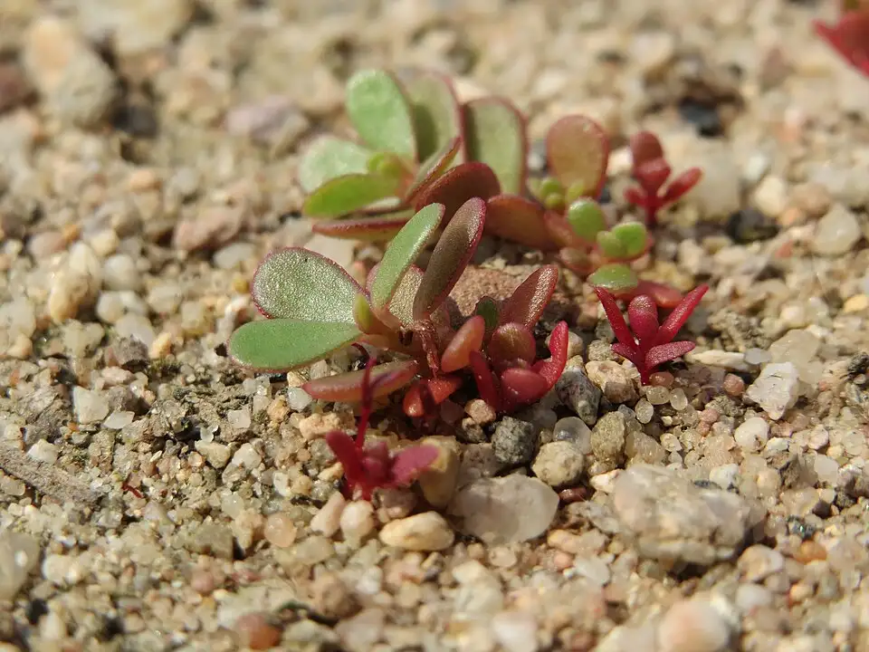 Cây Rau sam non Portulaca oleracea với lá mọng hình thìa