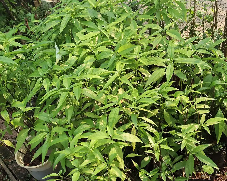 Cụm cây Hoàn ngọc Pseuderanthemum latifolium cao khoảng 30 đến 40 cm