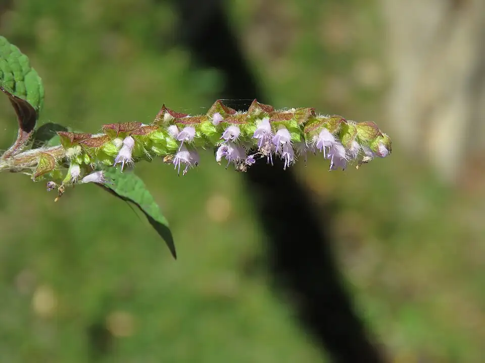 Chi tiết hoa nhỏ của Kinh giới Elsholtzia ciliata trên cụm hoa