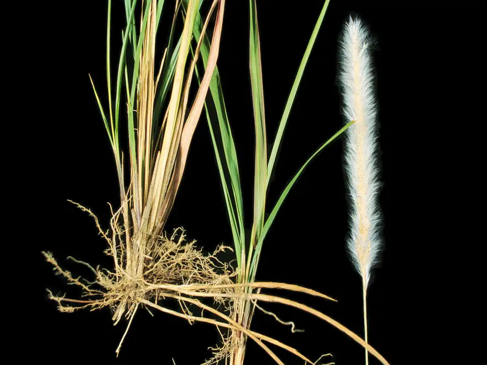 Mẫu Cỏ tranh Imperata cylindrica cho thấy lá, bông trắng và hệ thân rễ