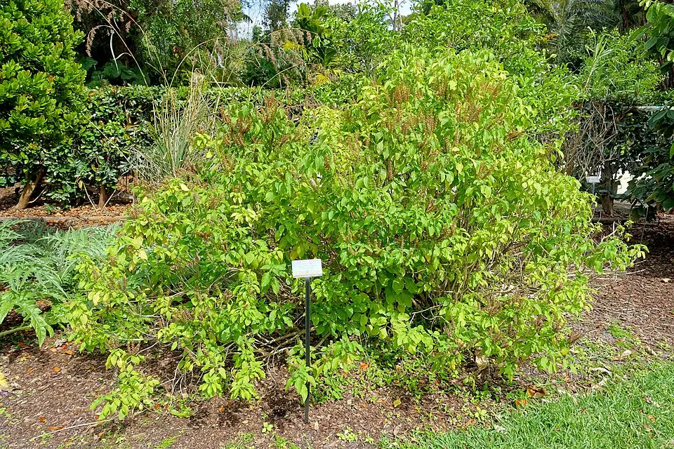 Bụi Hương nhu trắng Ocimum gratissimum với lá và nhiều cụm hoa