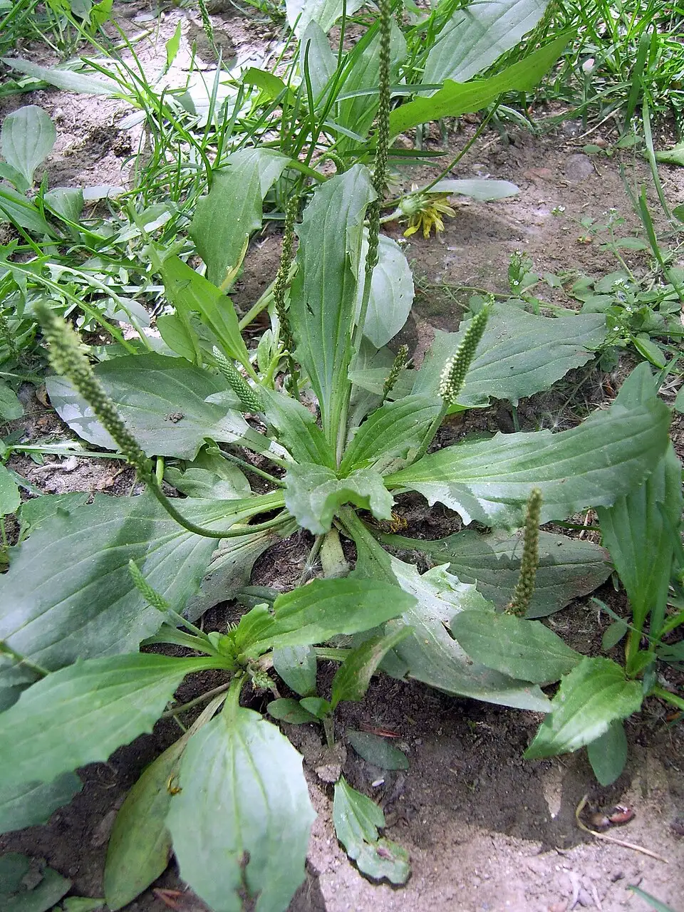 Cây Mã đề Plantago asiatica với cụm lá hình hoa thị và nhiều bông hoa