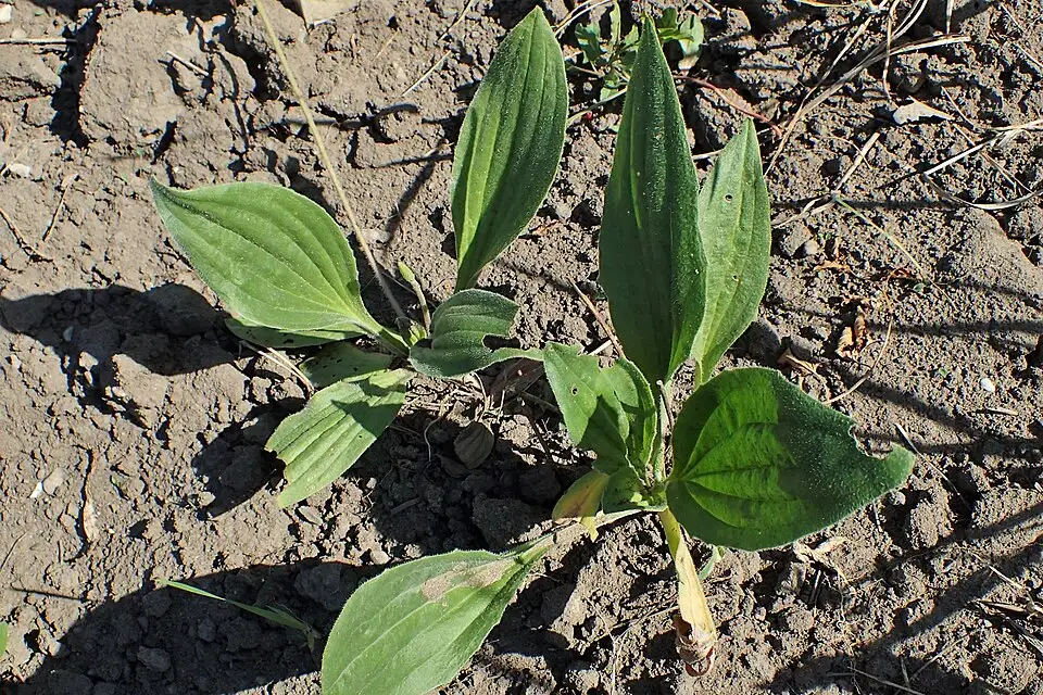 Cụm cây Mã đề Plantago asiatica non với lá mọc thành hoa thị