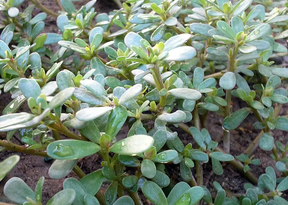 Cụm Rau sam Portulaca oleracea với thân bò và nhiều lá mọng