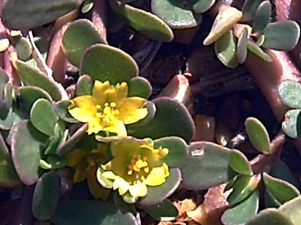 Hoa vàng và lá mọng của Rau sam Portulaca oleracea