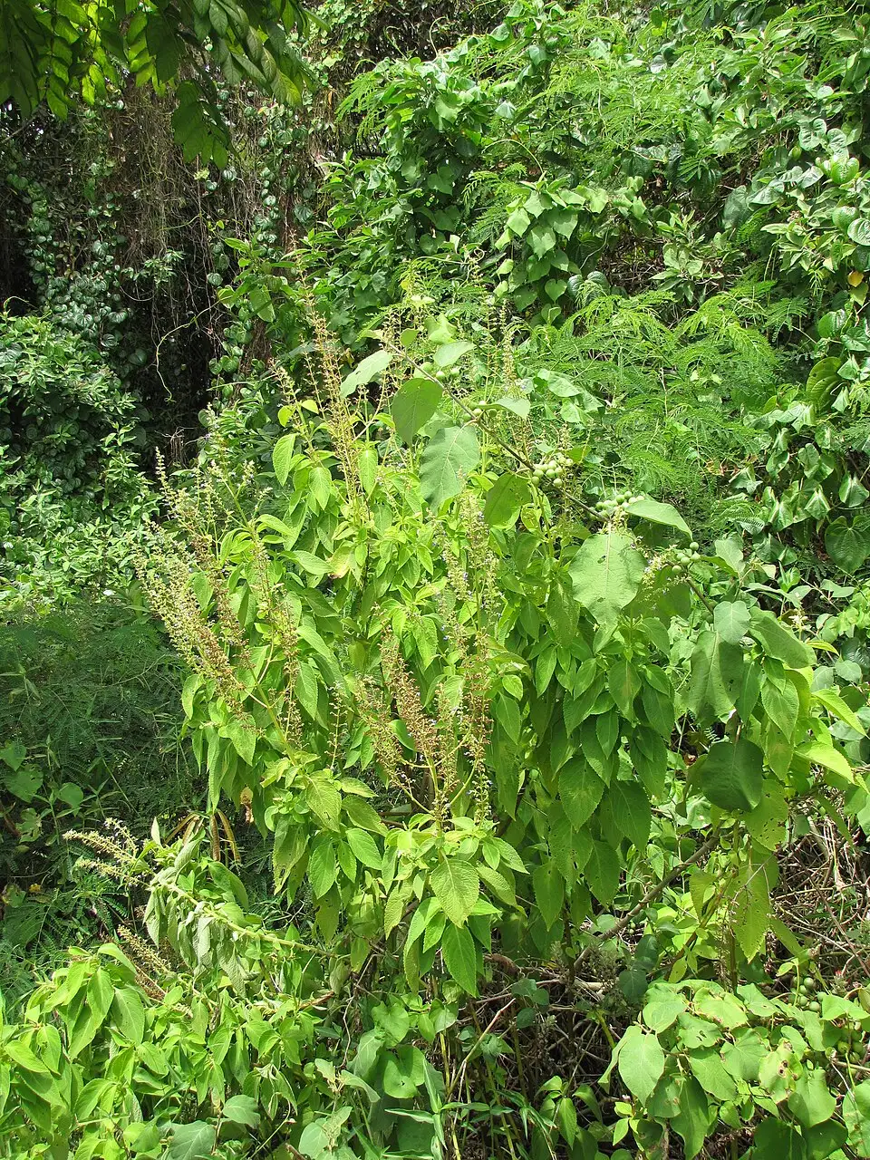 Cây Hương nhu trắng Ocimum gratissimum ra nhiều cụm hoa trong môi trường tự nhiên