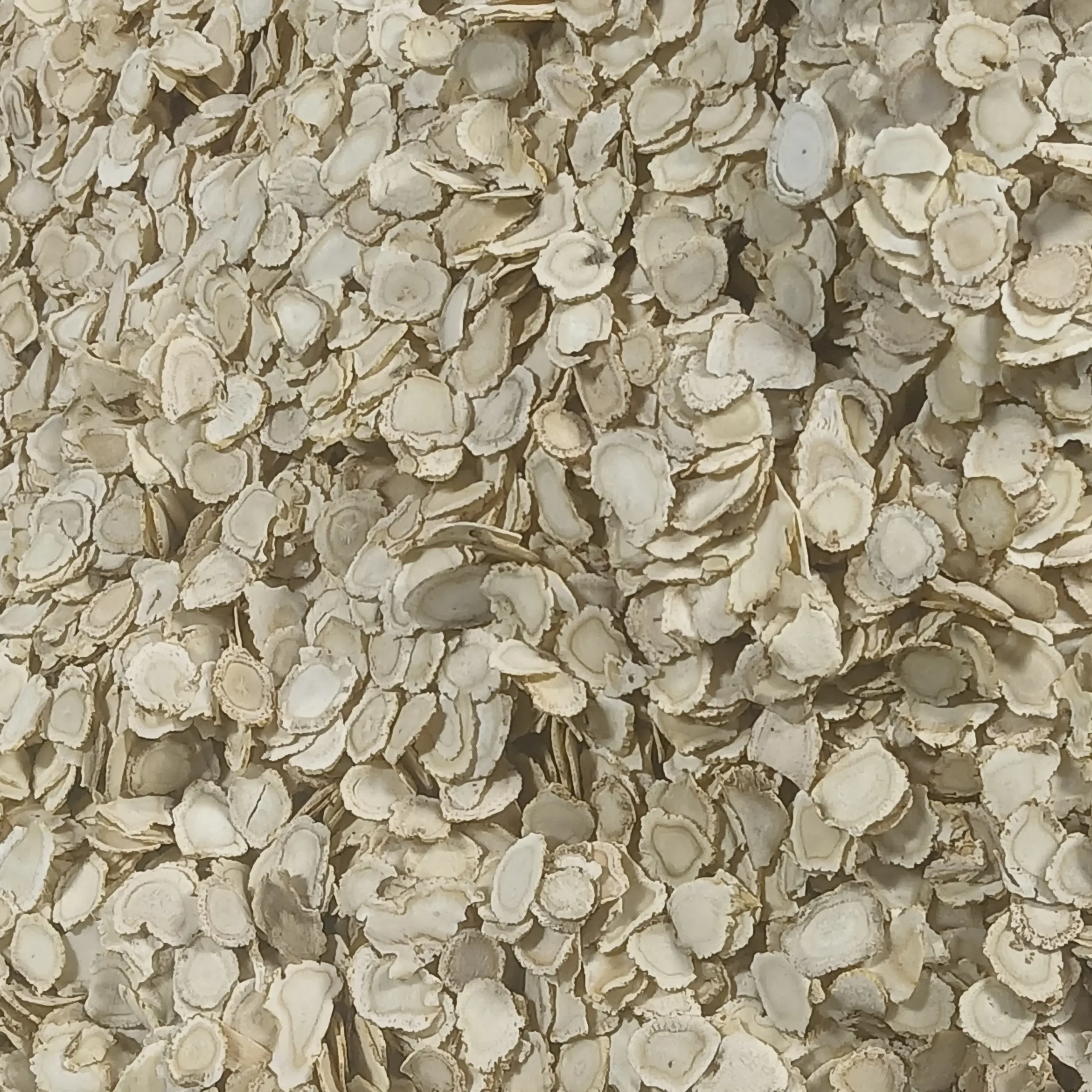 Lát rễ Tây dương sâm Panax quinquefolius đã chế biến