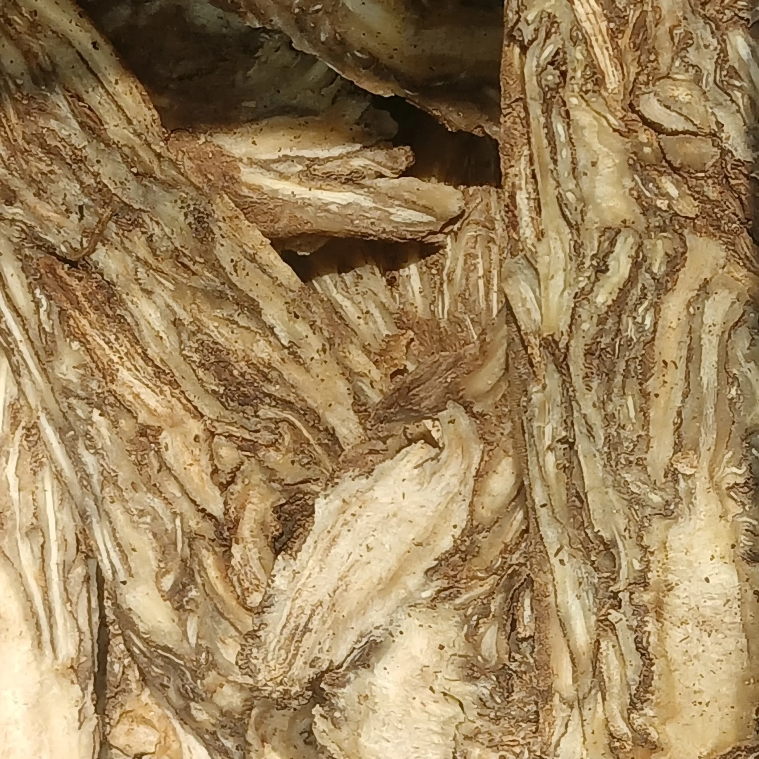 Rễ Đương quy Angelica sinensis đã làm khô, bộ phận dùng làm dược liệu