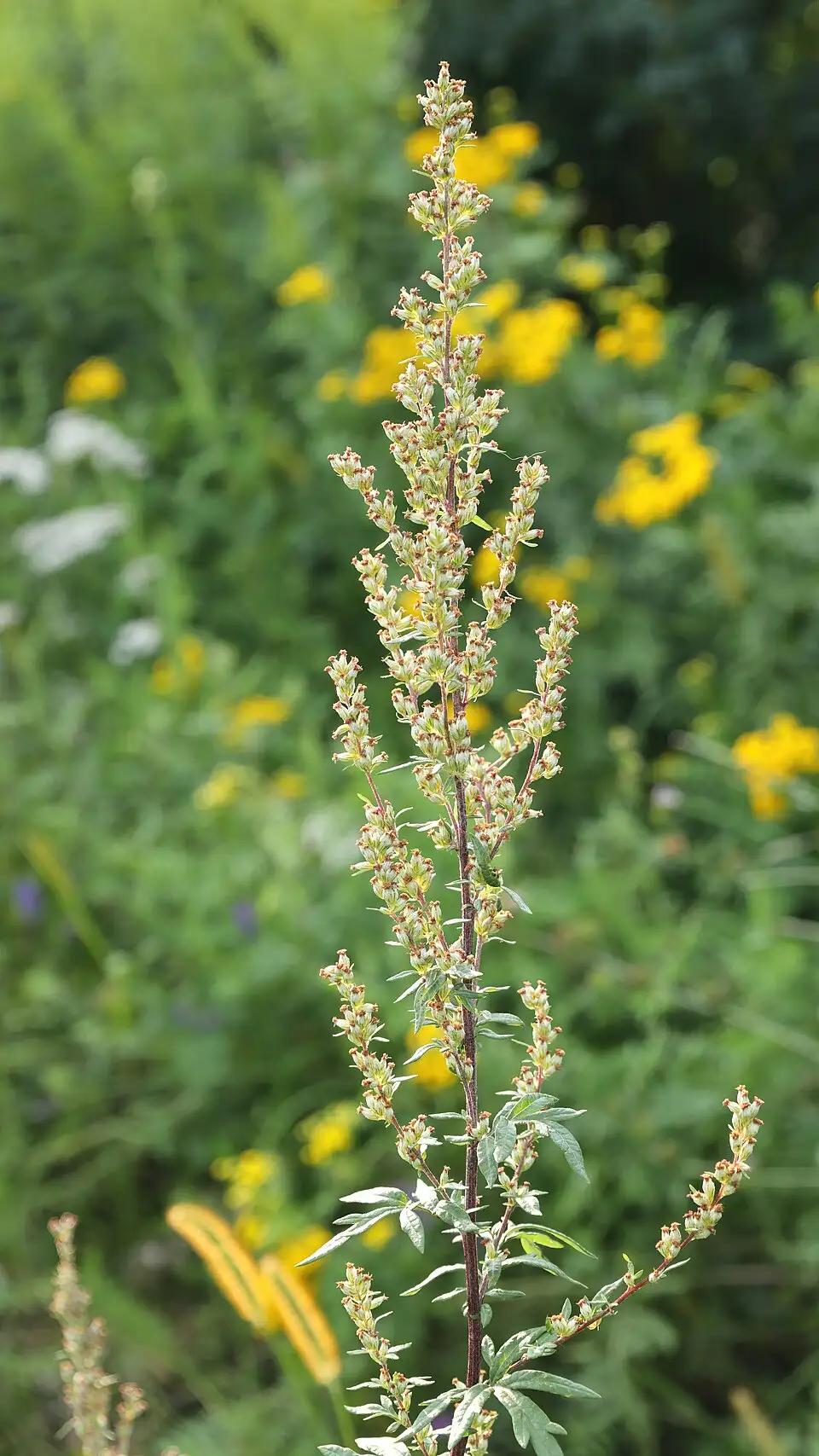Toàn cây Ngải cứu Artemisia vulgaris sống, thấy rõ thân và các lá xẻ thùy