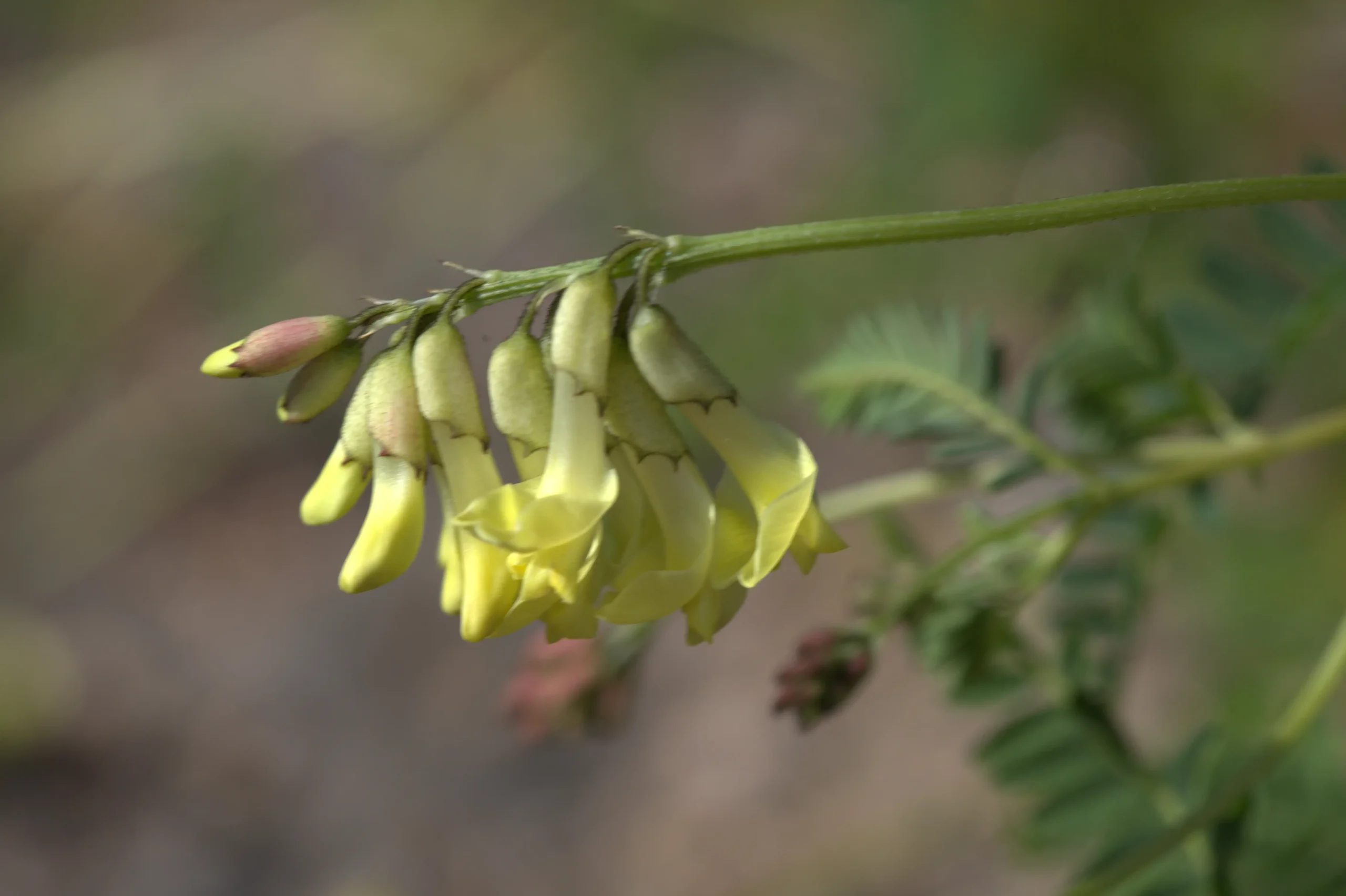 Cụm hoa kiểu bướm của Hoàng kỳ Astragalus mongholicus
