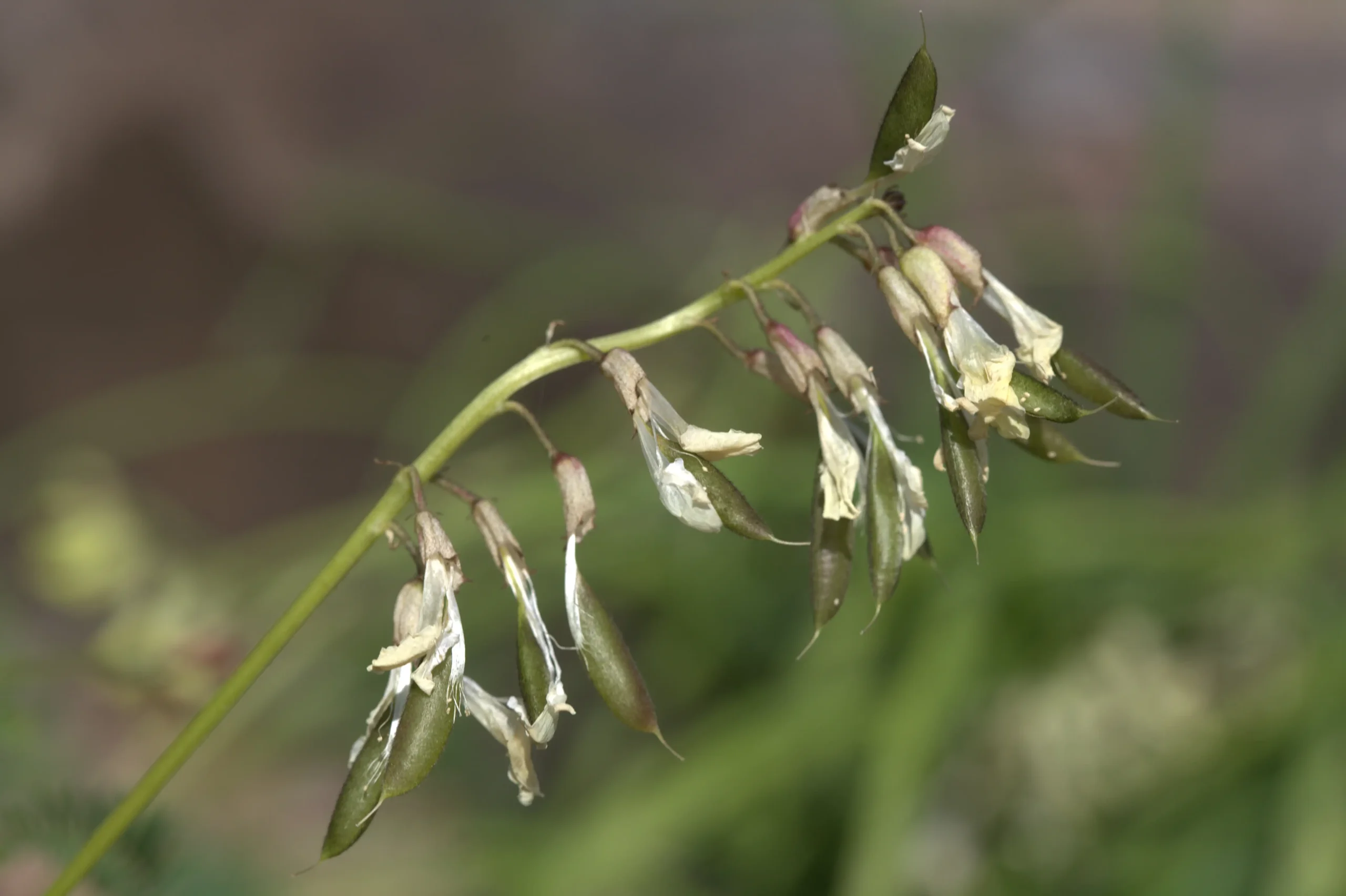 Quả đậu của Hoàng kỳ Astragalus mongholicus trên cây