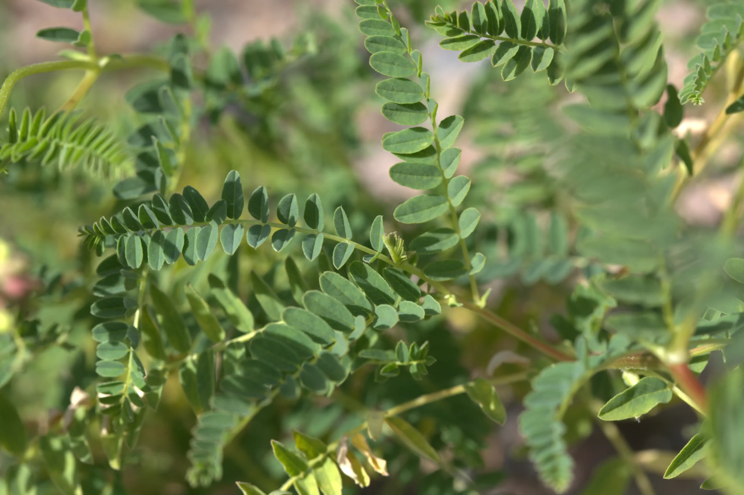 Lá kép lông chim của Hoàng kỳ Astragalus mongholicus
