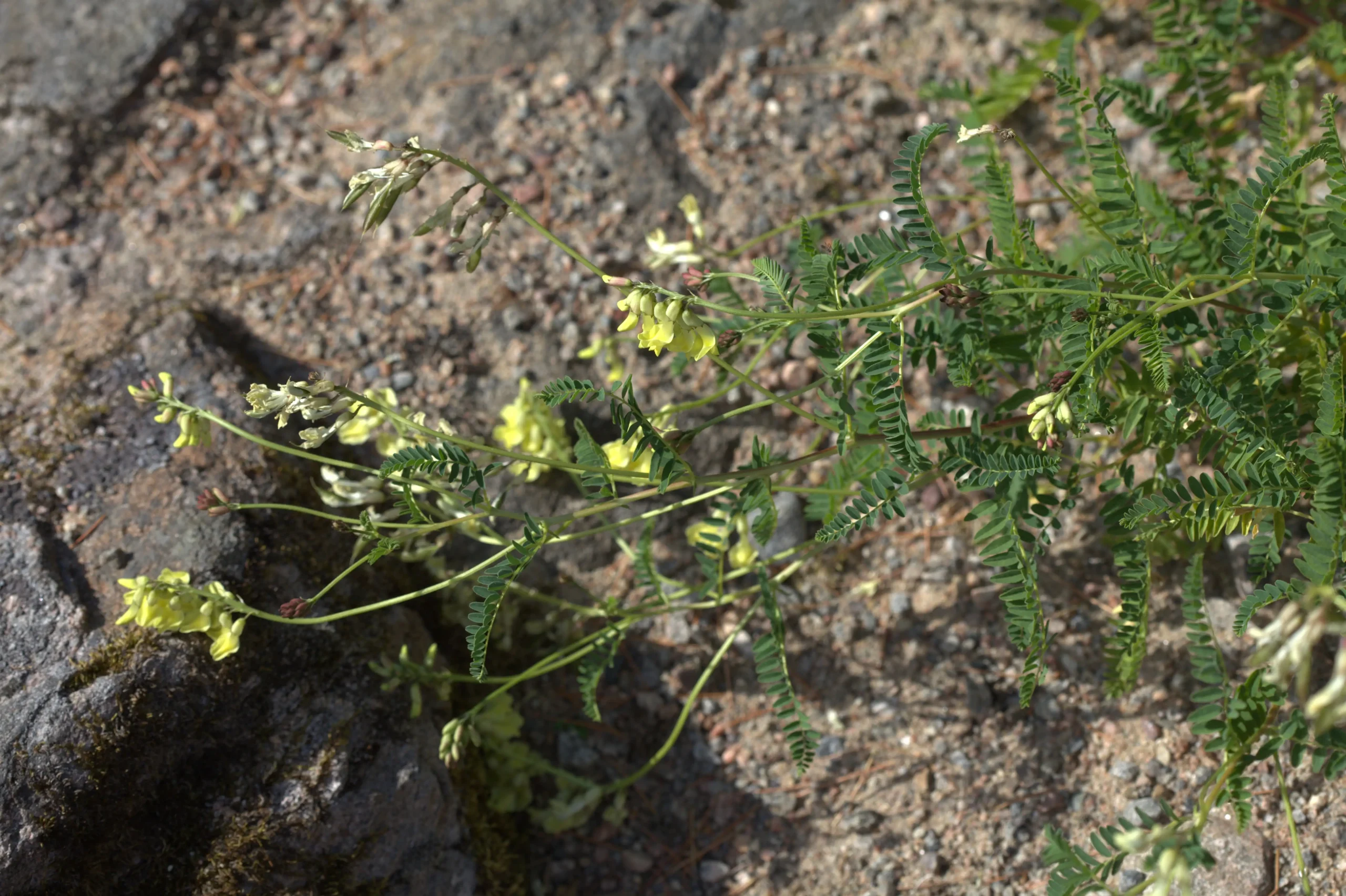 Toàn cây Hoàng kỳ Astragalus mongholicus với lá kép và nhiều cụm hoa vàng nhạt, chủ thể rõ trên nền đất