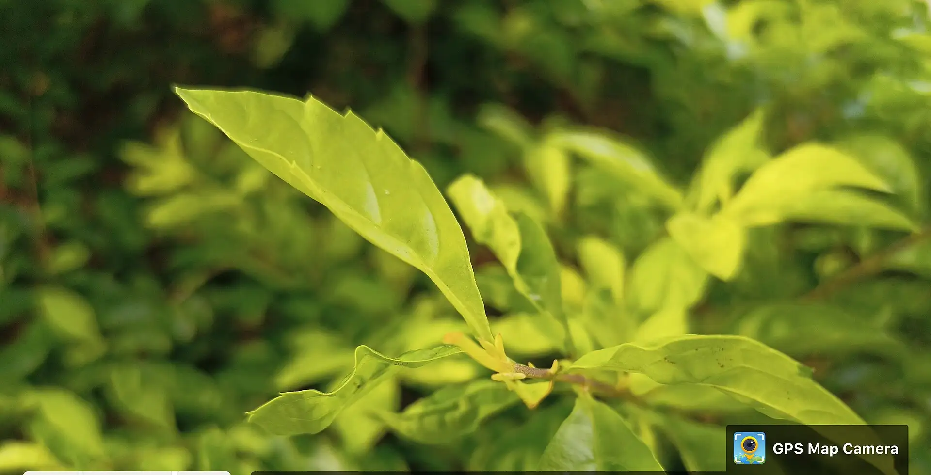 Xạ đen Celastrus hindsii – ảnh chi tiết nhận dạng