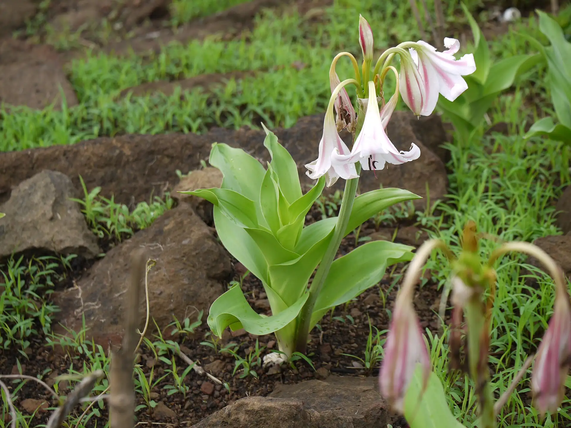 Trinh nữ hoàng cung Crinum latifolium – toàn cây có lá và hoa