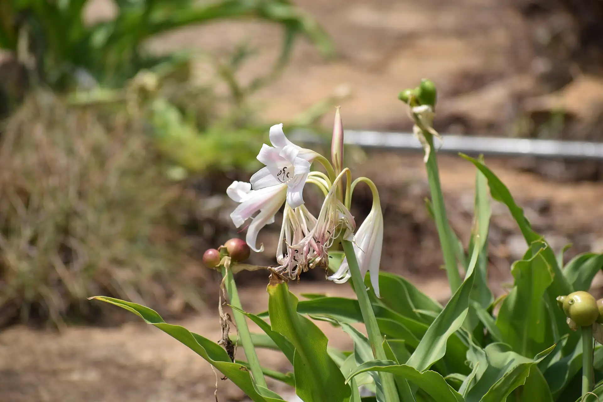 Trinh nữ hoàng cung Crinum latifolium – cụm hoa