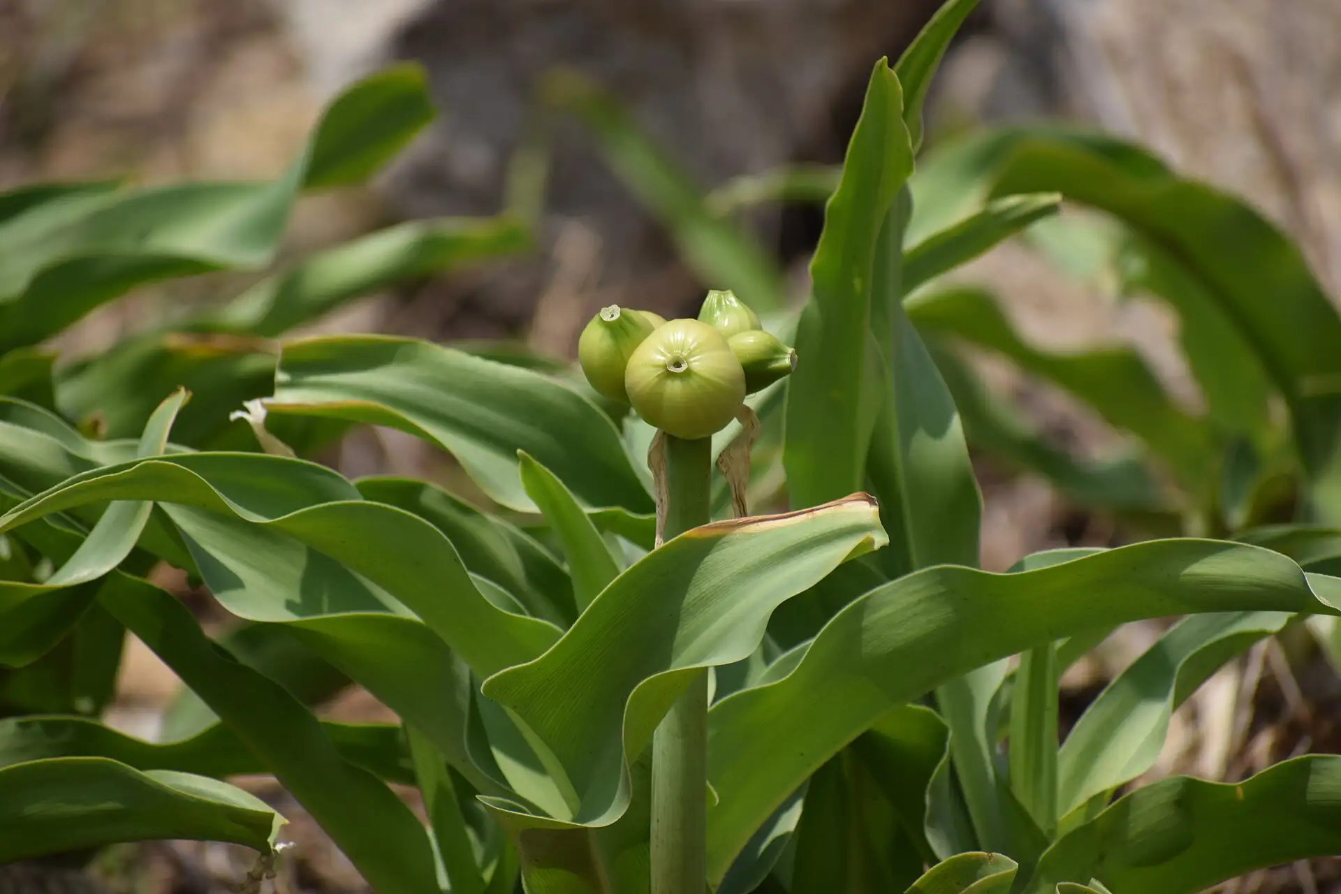 Trinh nữ hoàng cung Crinum latifolium – quả