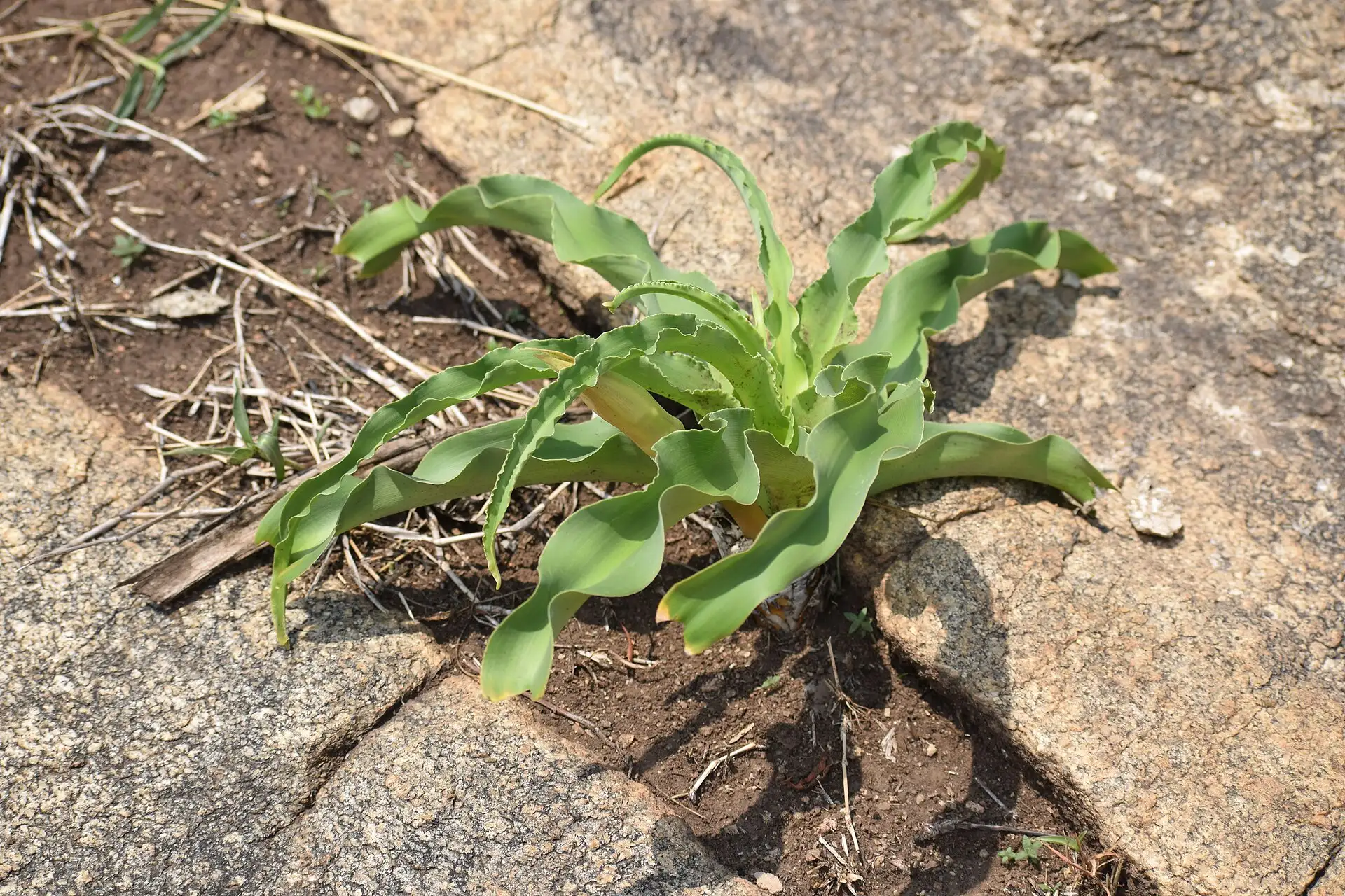 Trinh nữ hoàng cung Crinum latifolium – dạng lá