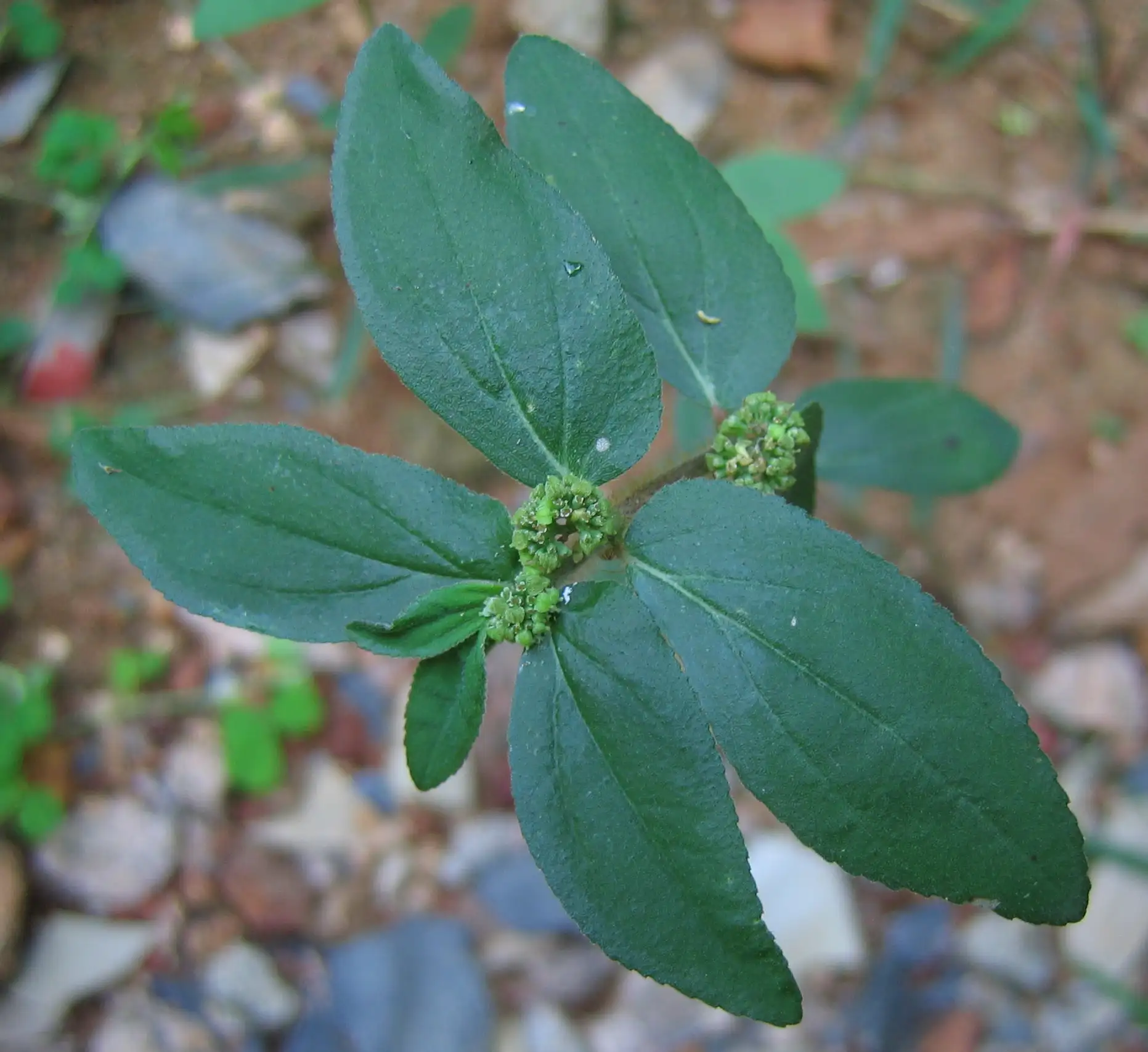 Dạng cành và lá của Euphorbia hirta