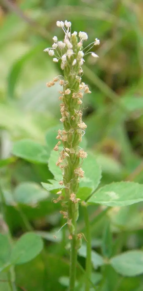 Cận cảnh bông hoa Mã đề Plantago asiatica dạng bông hình trụ