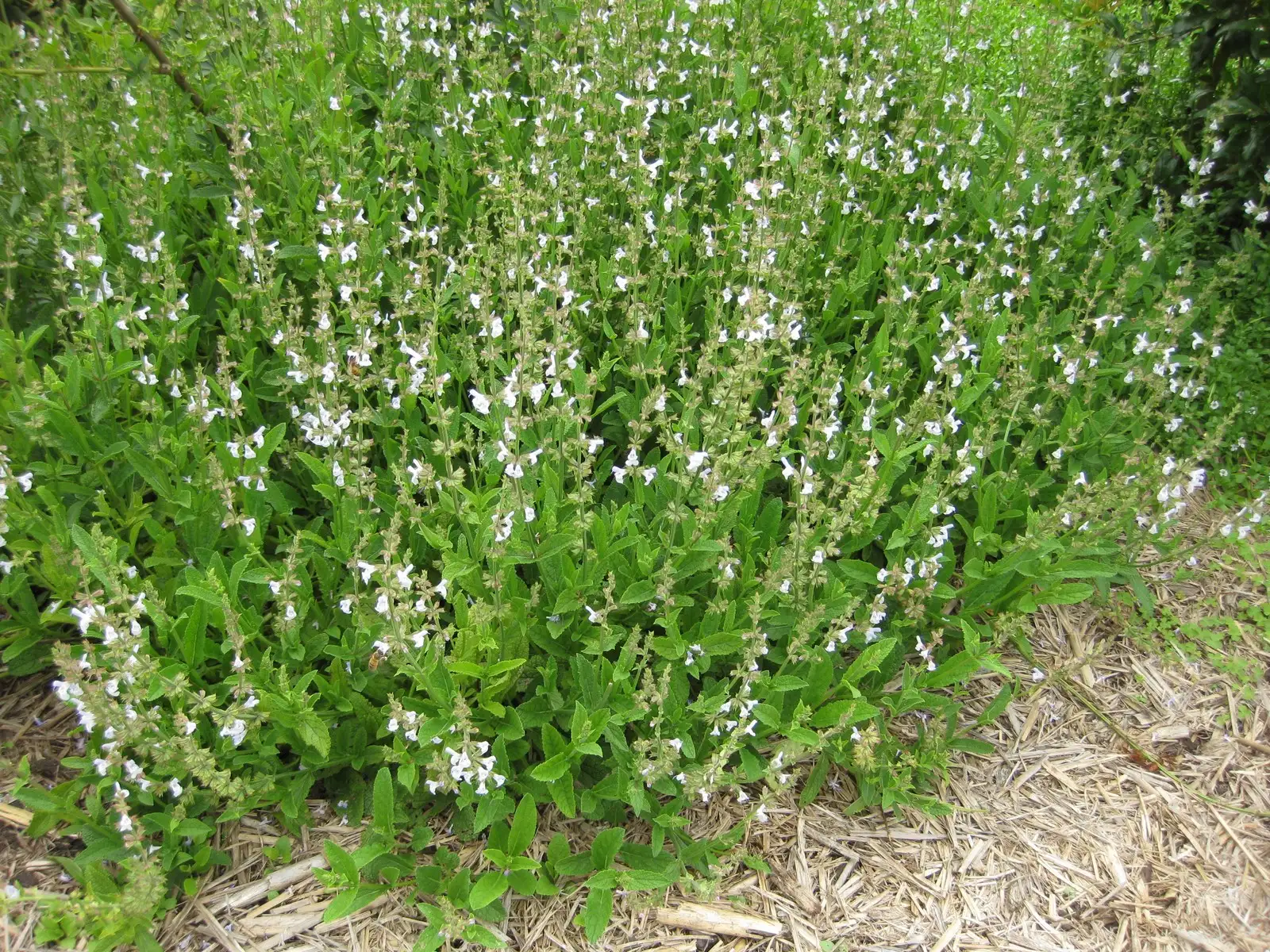 Khóm Đan sâm Salvia miltiorrhiza đang ra hoa, thấy rõ thân, lá và cụm hoa