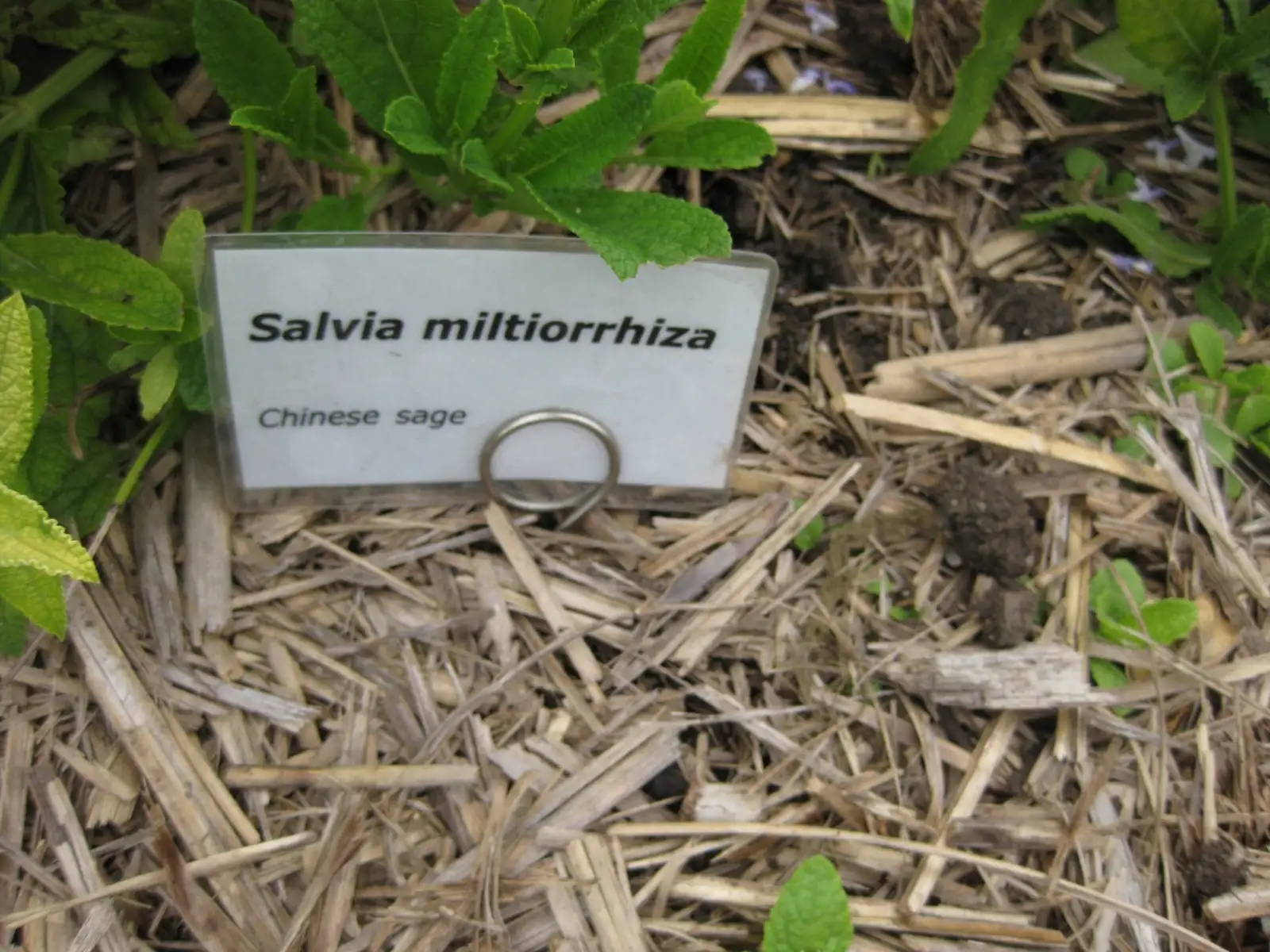 Cận cảnh hoa Đan sâm Salvia miltiorrhiza