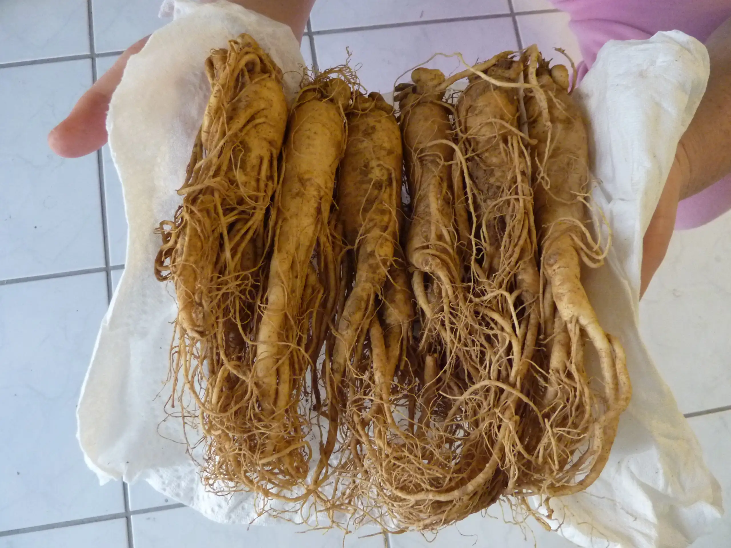 Rễ Nhân sâm Panax ginseng tươi, bộ phận dùng làm dược liệu