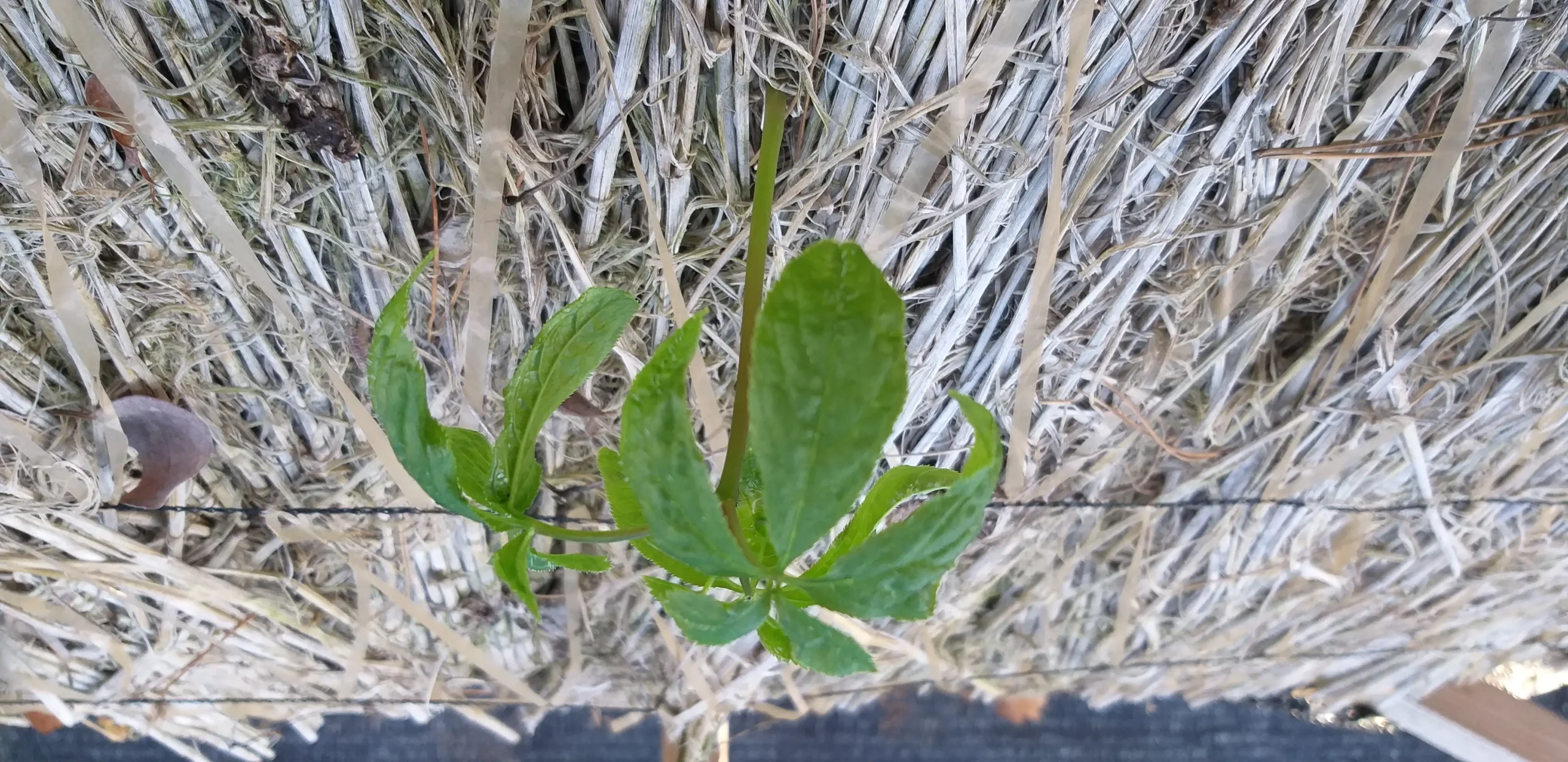 Cây Nhân sâm Panax ginseng non trong luống trồng có che phủ