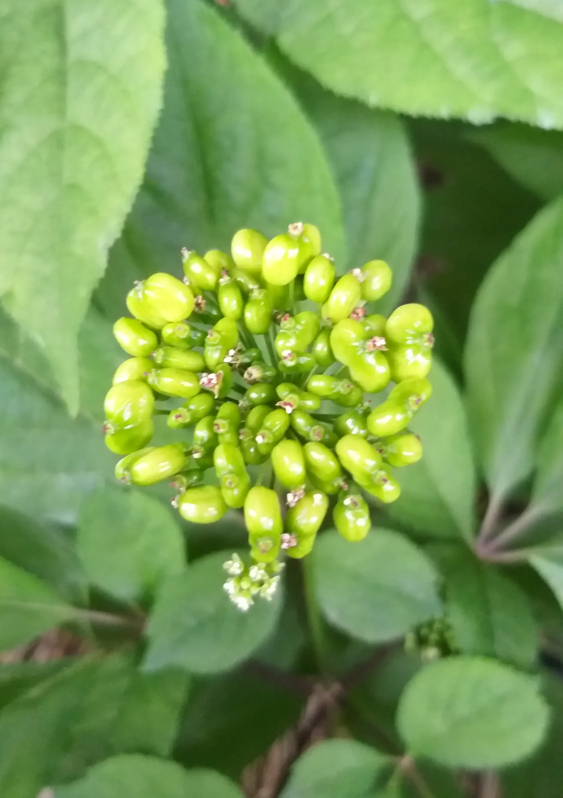 Cụm quả chín đỏ của Nhân sâm Panax ginseng
