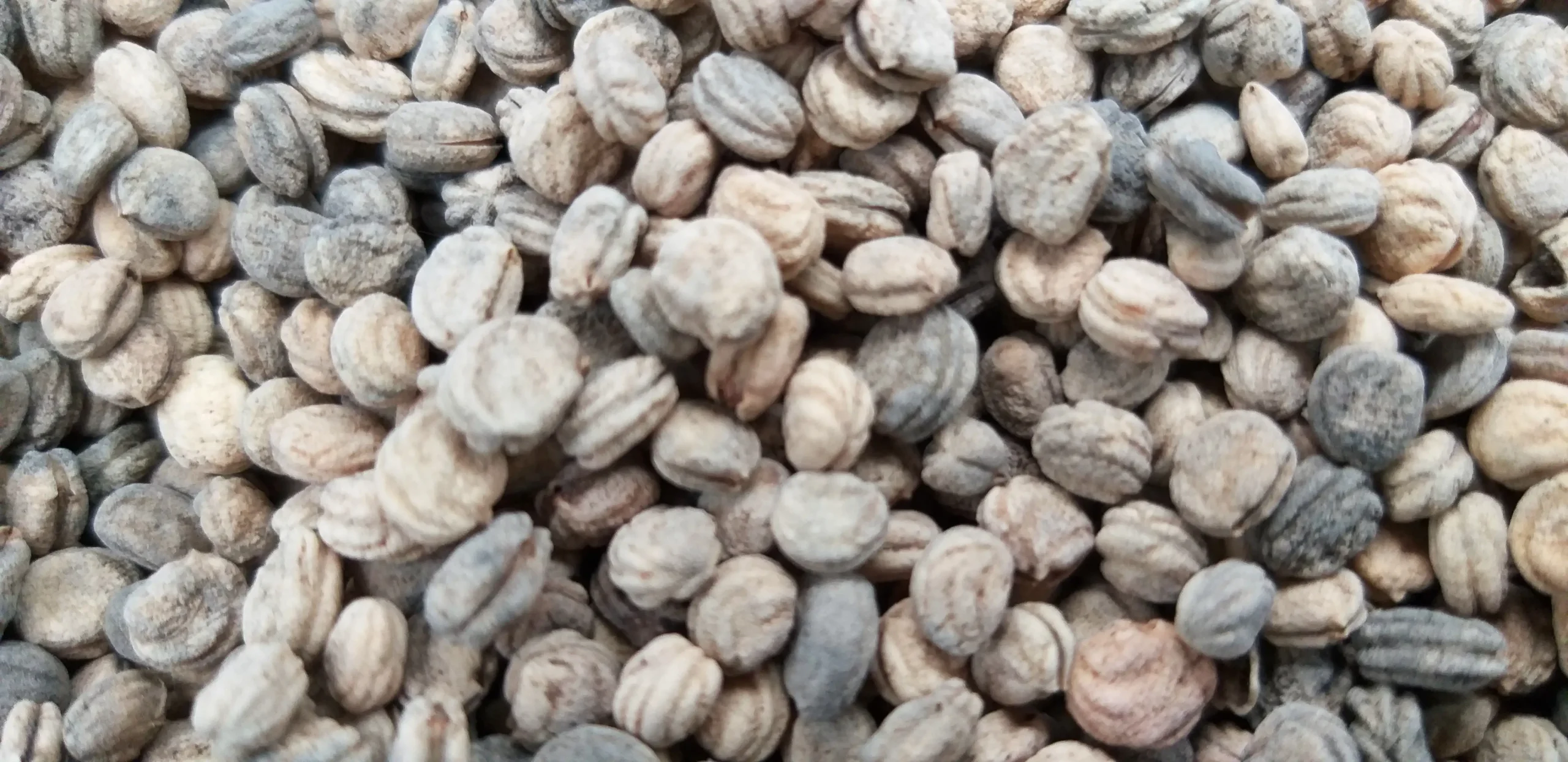 Hạt Nhân sâm Panax ginseng sau khi thu từ quả