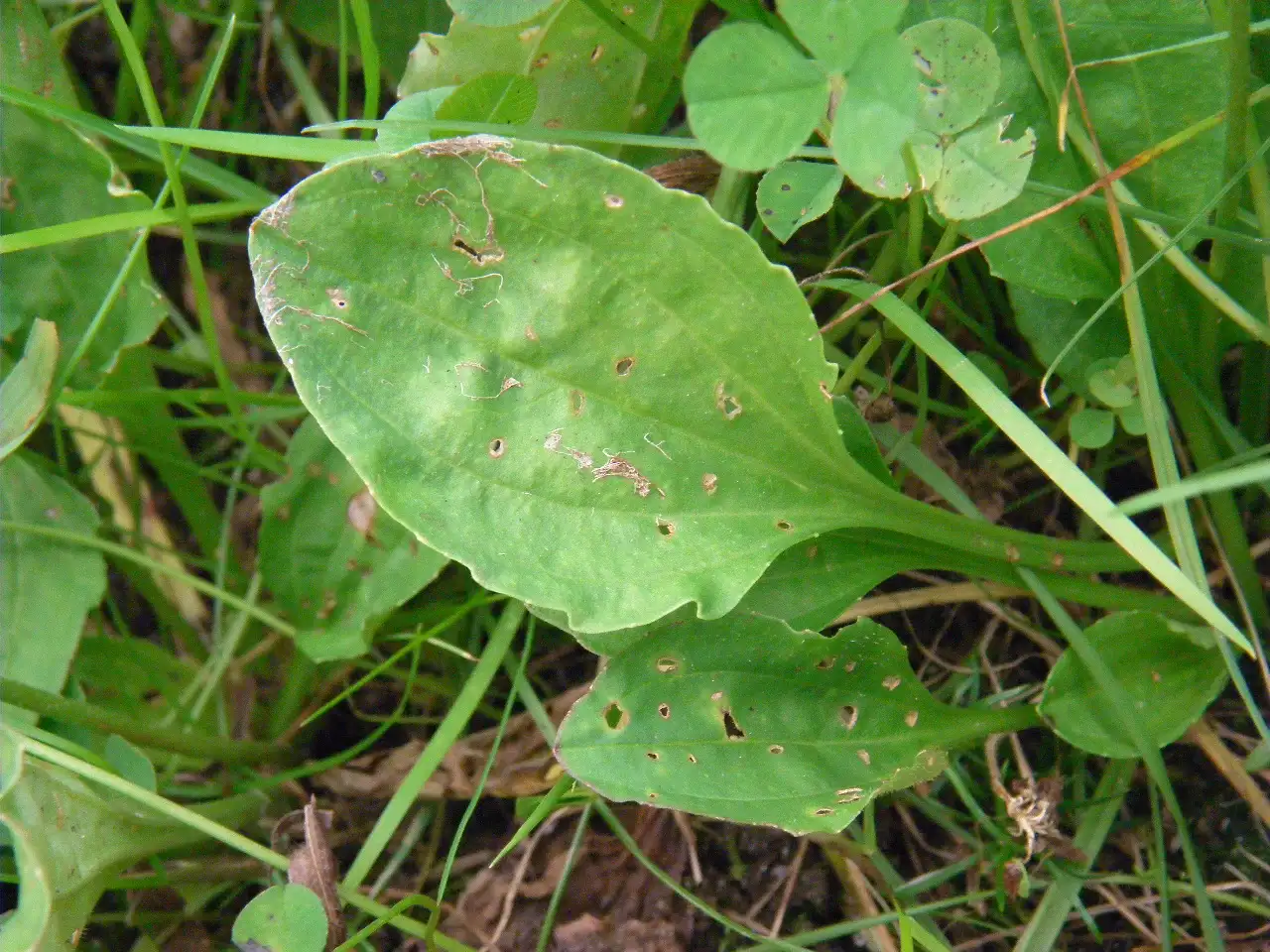 Lá Mã đề Plantago asiatica hình trứng rộng với gân chính nổi rõ