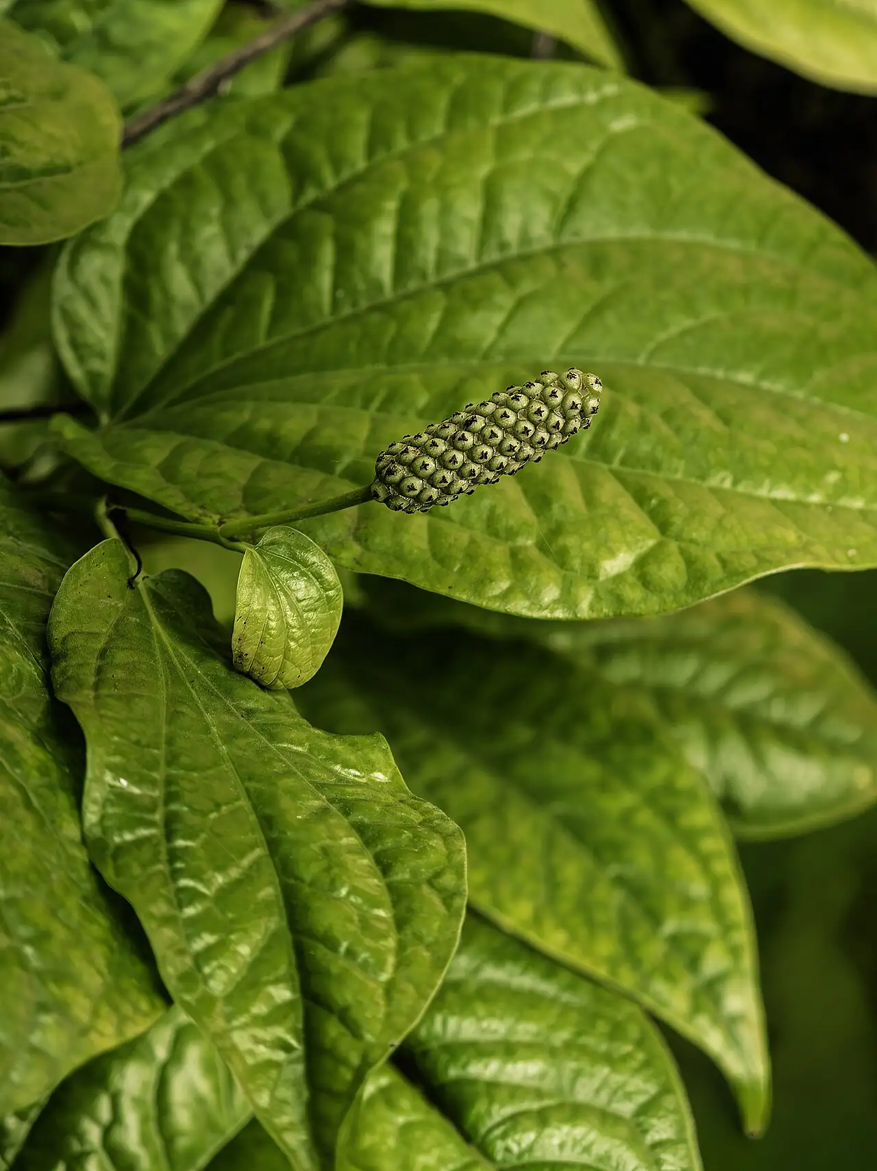Lá lốt (Piper sarmentosum) – (MHNT) Piper sarmentosum (Bétel sauvage) Feuilles et infrutescence immature