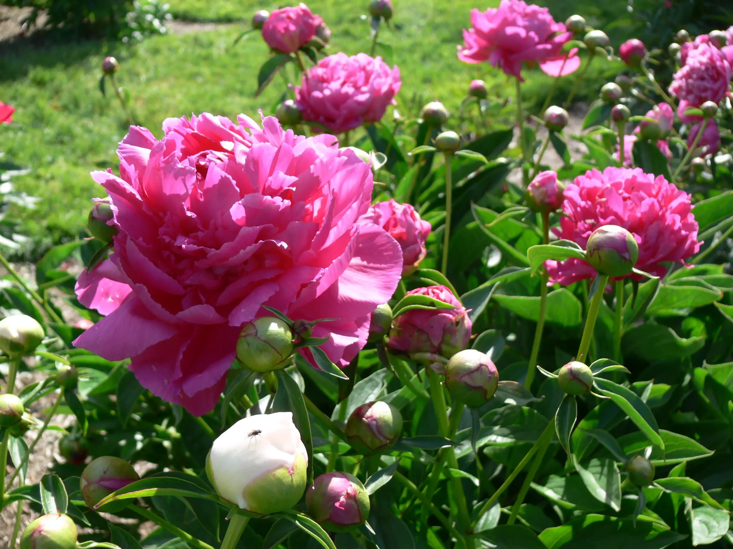 Hoa và lá của Bạch thược Paeonia lactiflora tại vườn thực vật