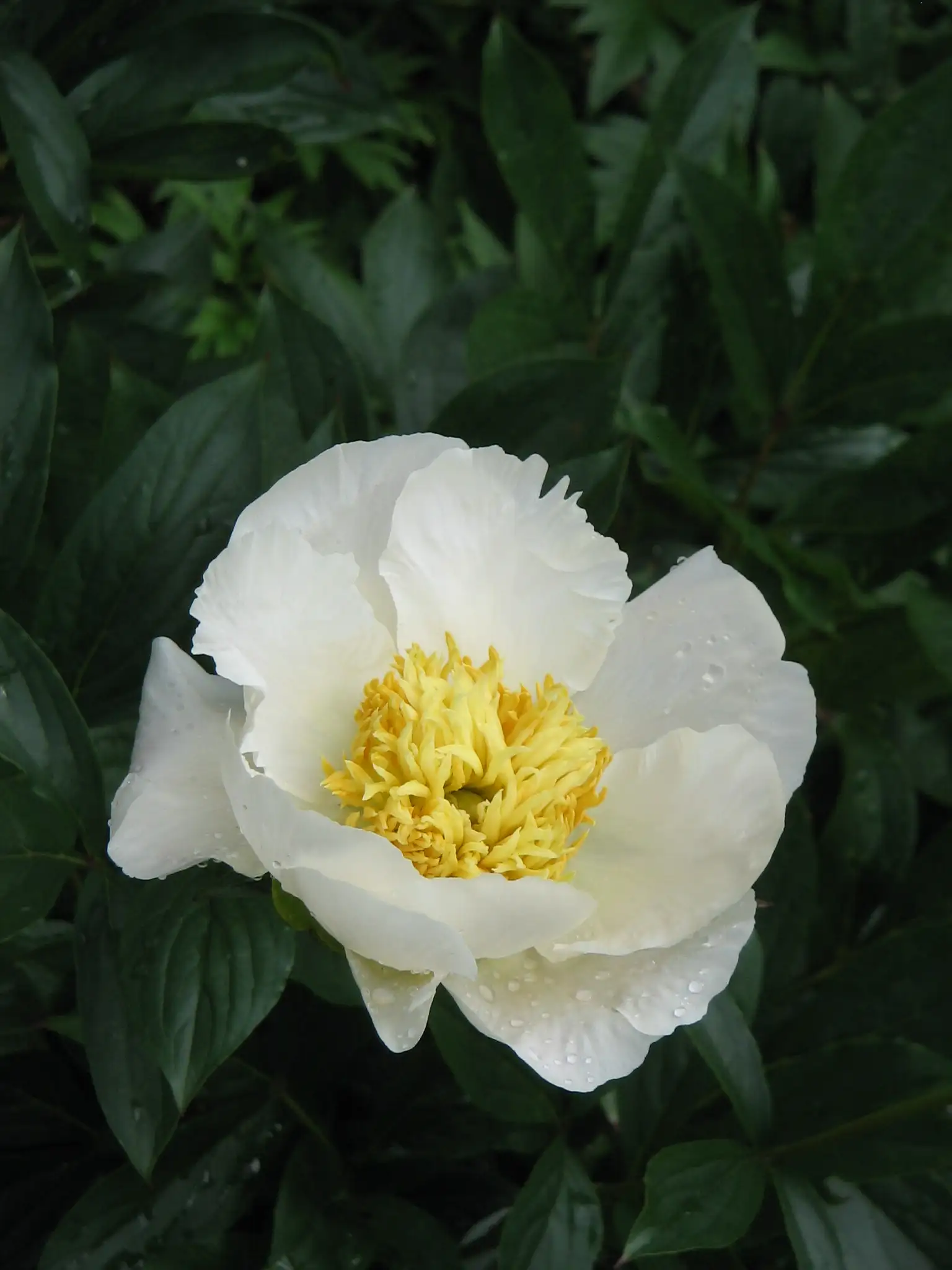 Hoa trắng của Paeonia lactiflora với nhiều nhị vàng