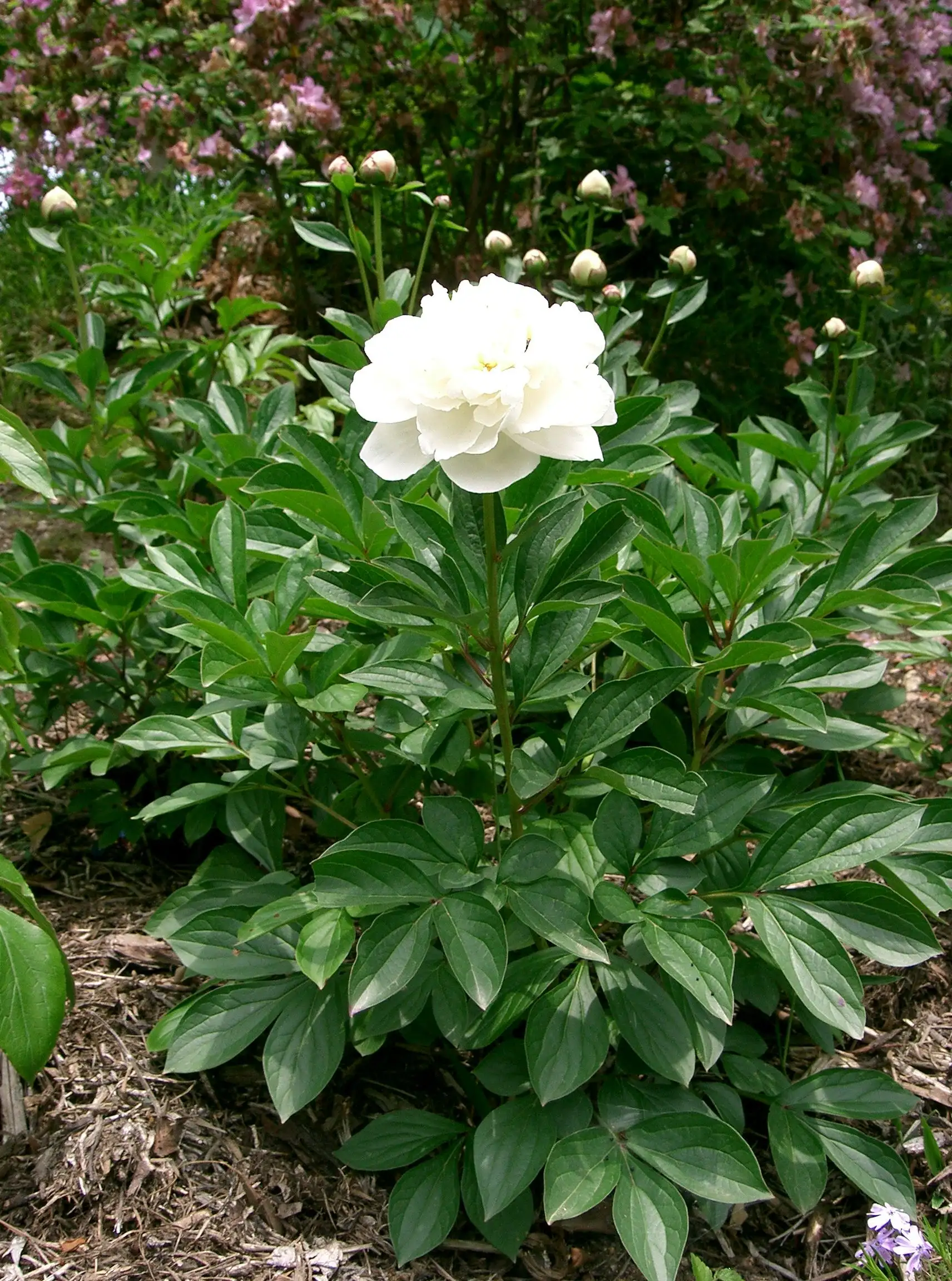 Cây Bạch thược Paeonia lactiflora trong vườn trồng