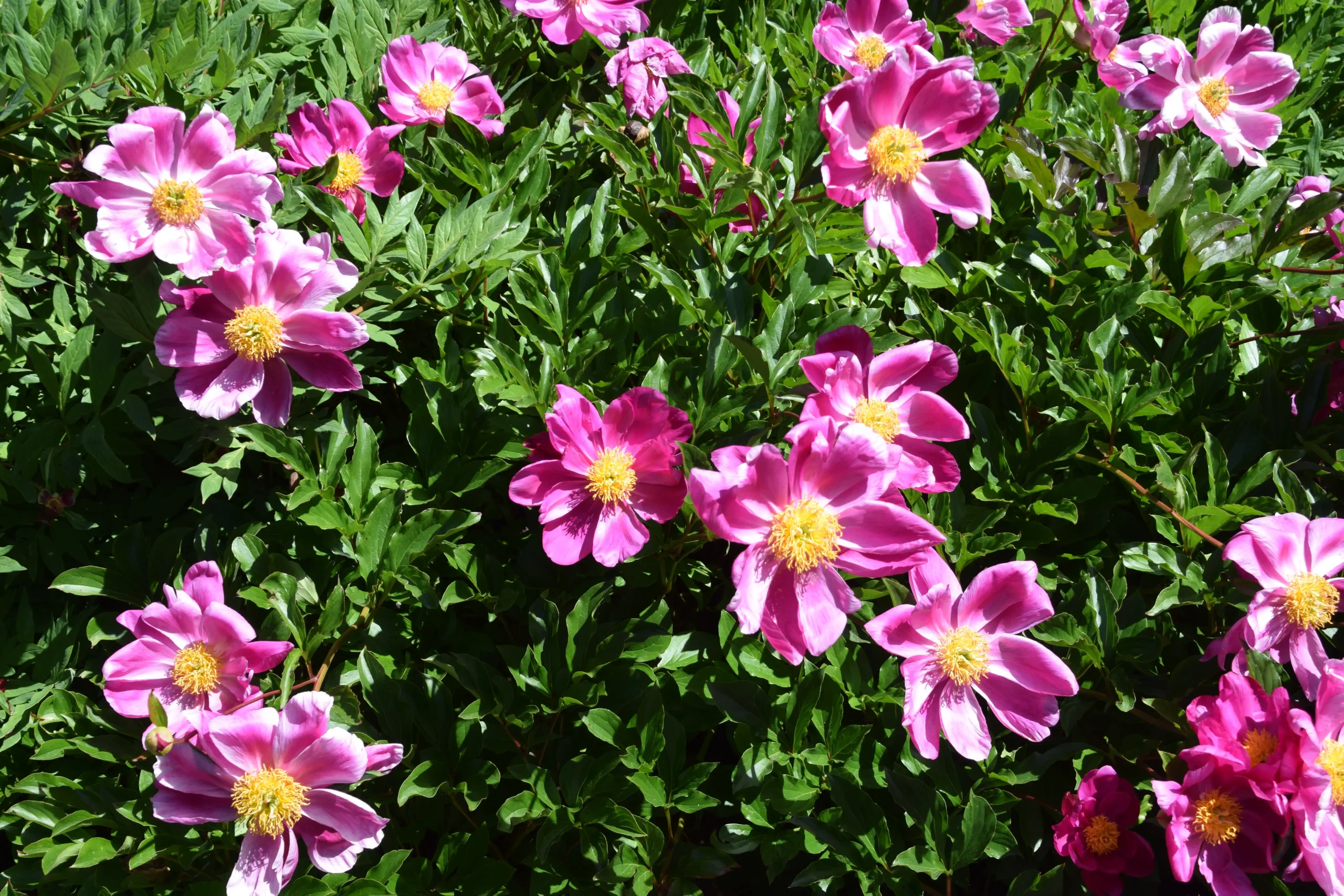 Khóm Bạch thược Paeonia lactiflora với lá kép và hoa màu hồng