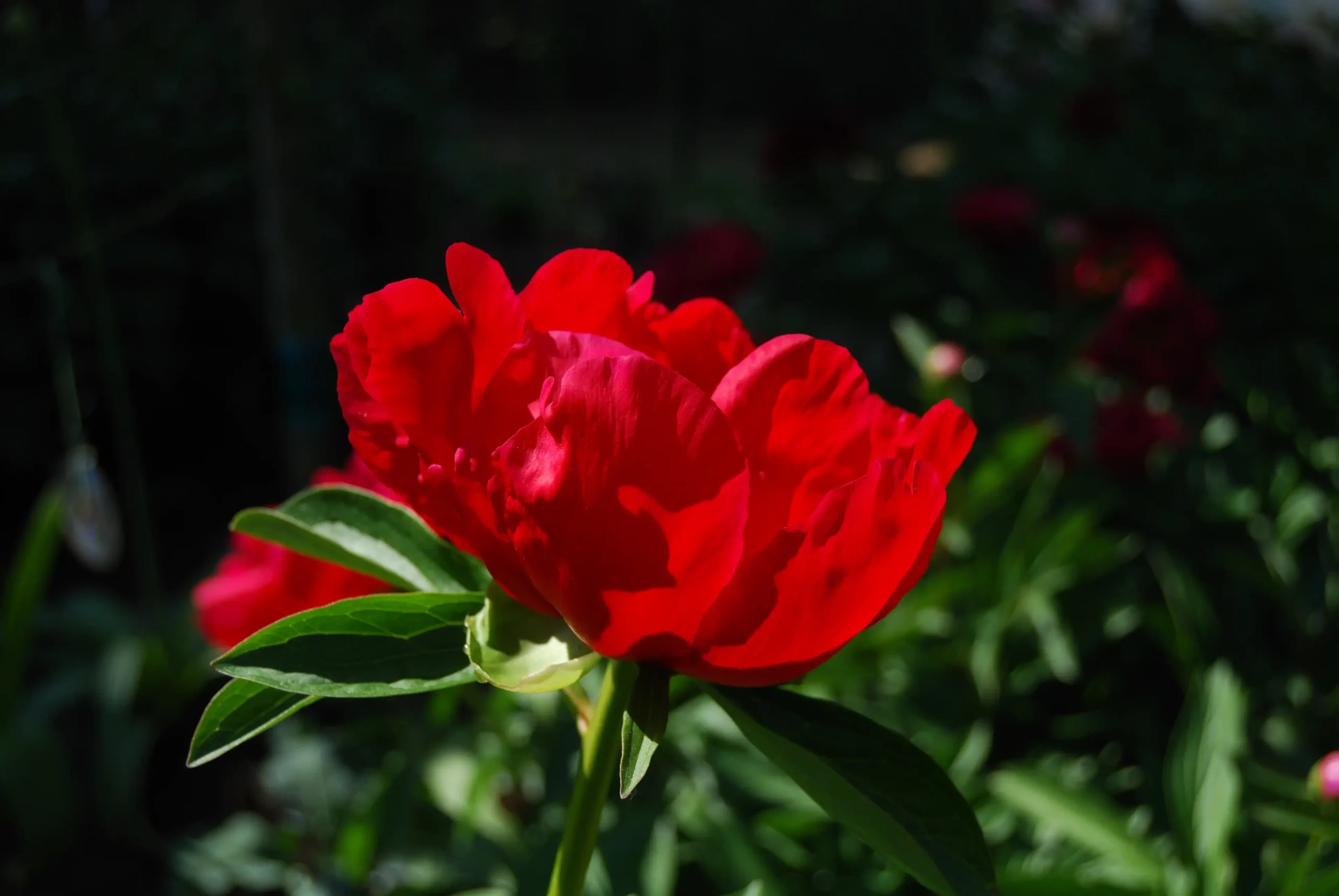 Cây Paeonia lactiflora đang ra hoa, thấy rõ tán lá và thân
