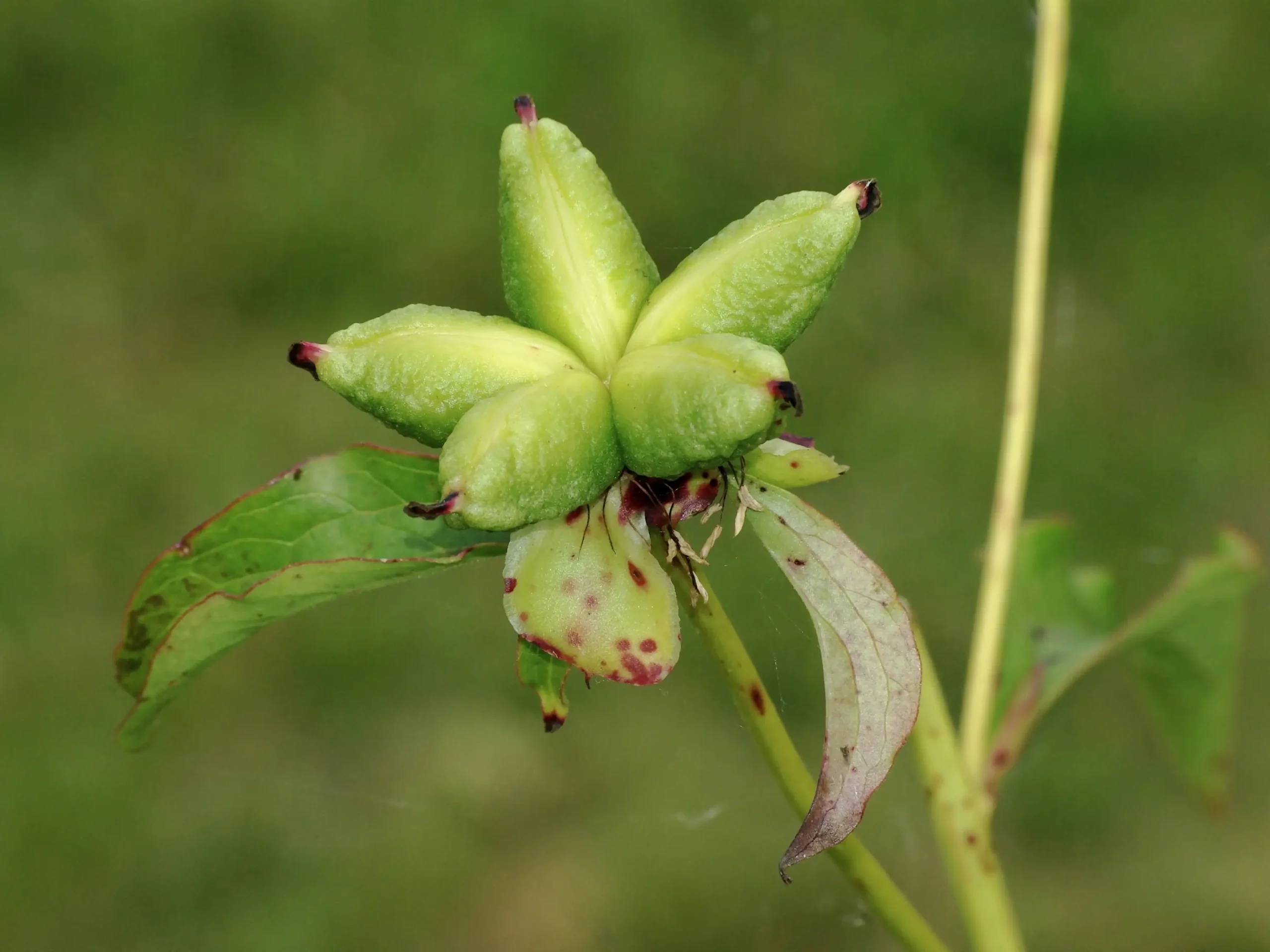 Quả đại của Paeonia lactiflora sau mùa hoa