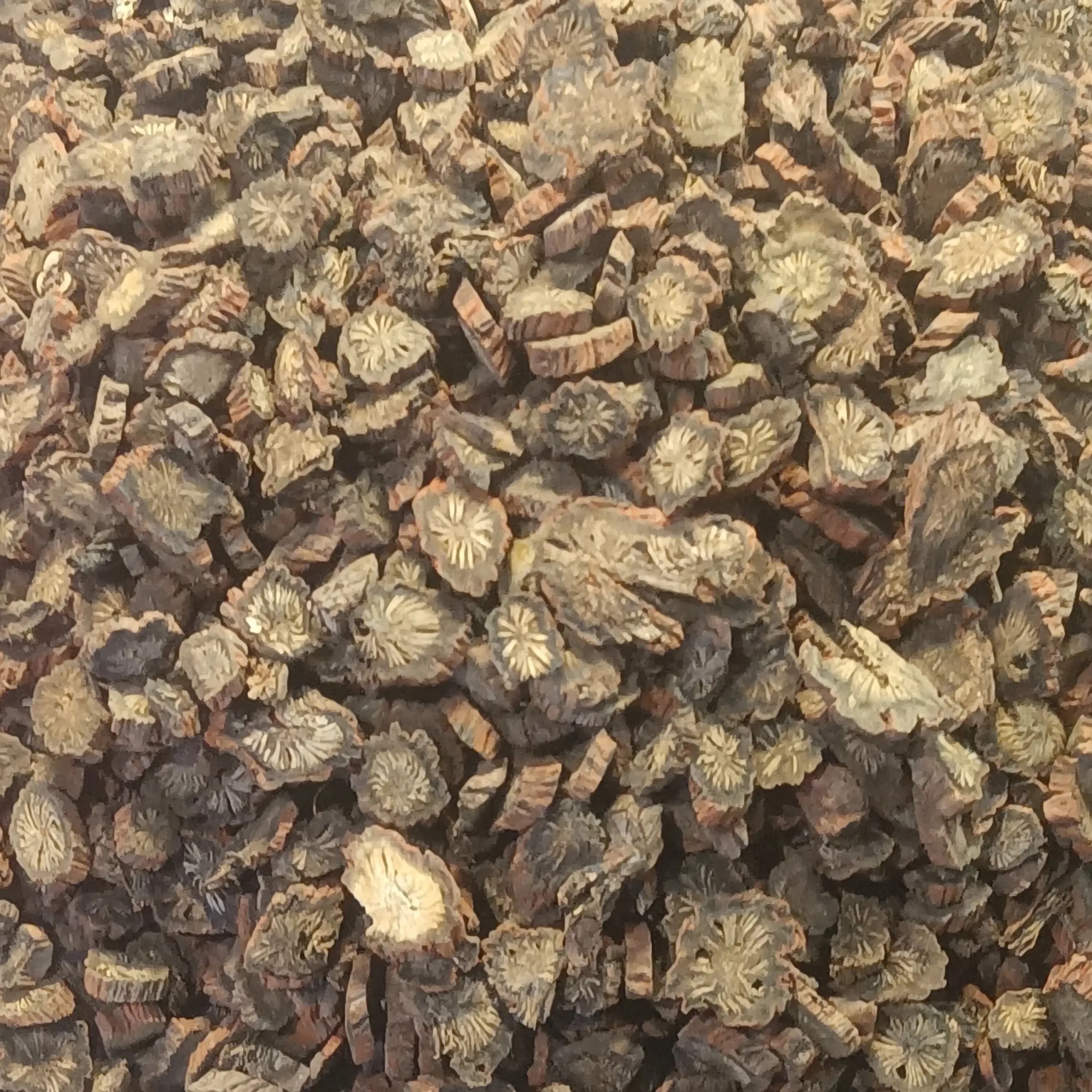 Lát rễ Đan sâm Salvia miltiorrhiza dùng làm dược liệu