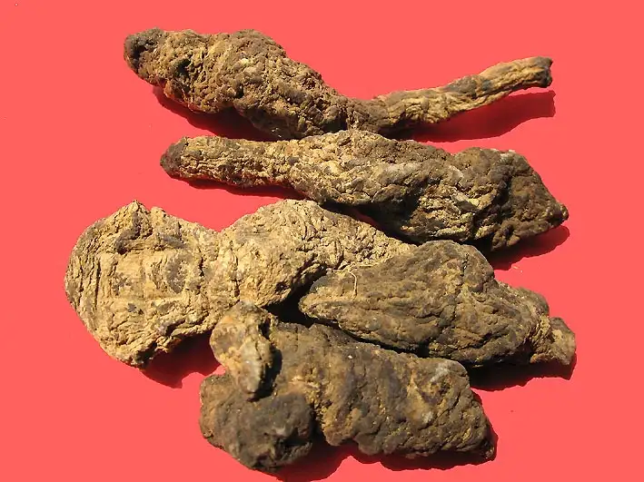 Sinh địa