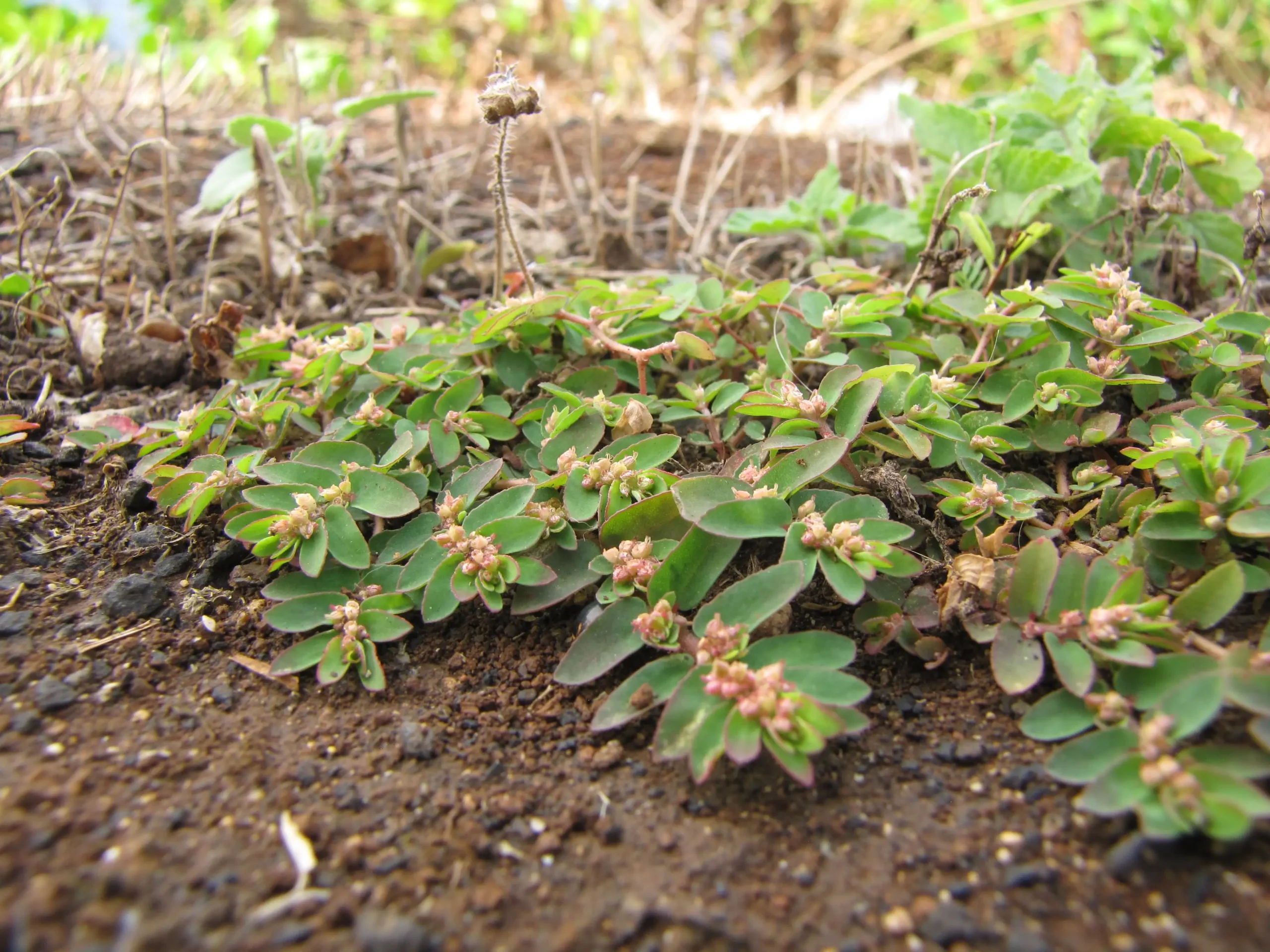 Dạng mọc và cành mang hoa của Euphorbia thymifolia