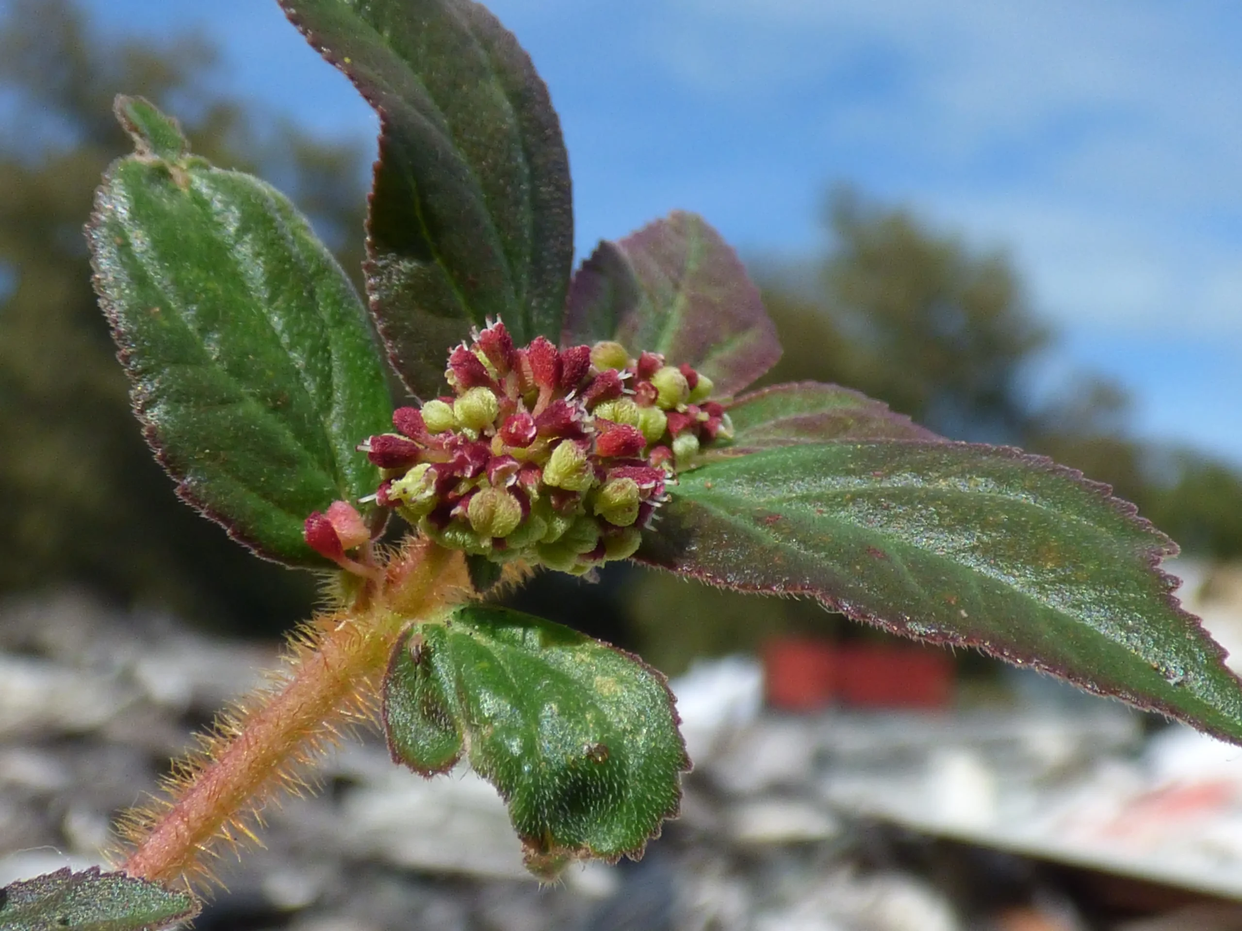 Cận cảnh lá và cụm hoa Euphorbia hirta