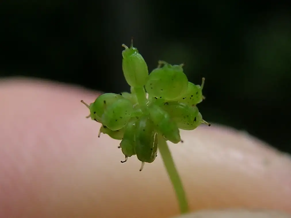 Cụm hoa nhỏ của Rau má Centella asiatica nằm gần mặt đất