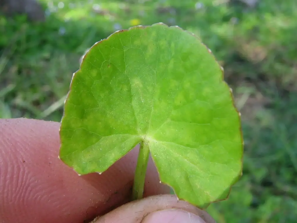 Cận cảnh phiến và gân lá Rau má Centella asiatica