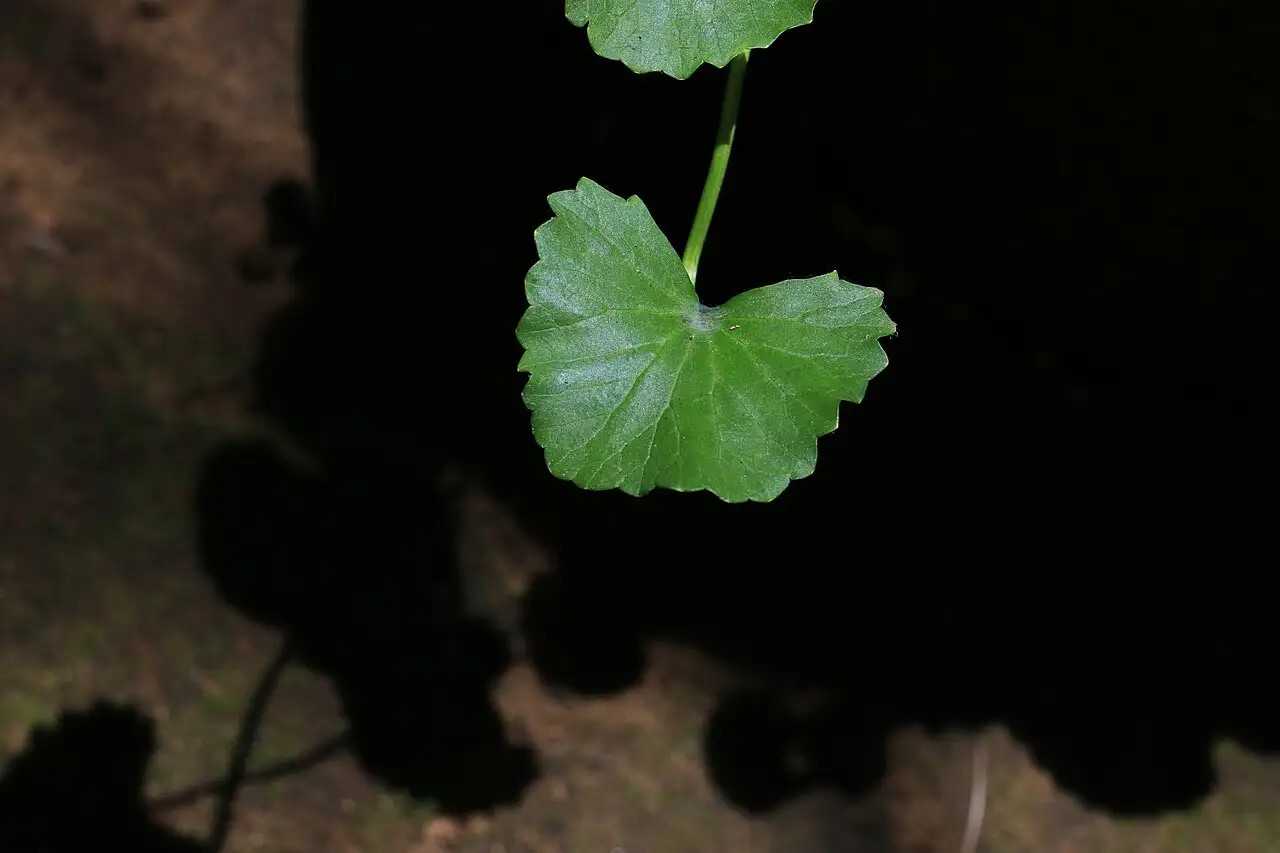 Lá Rau má Centella asiatica hình thận với mép khía răng tròn
